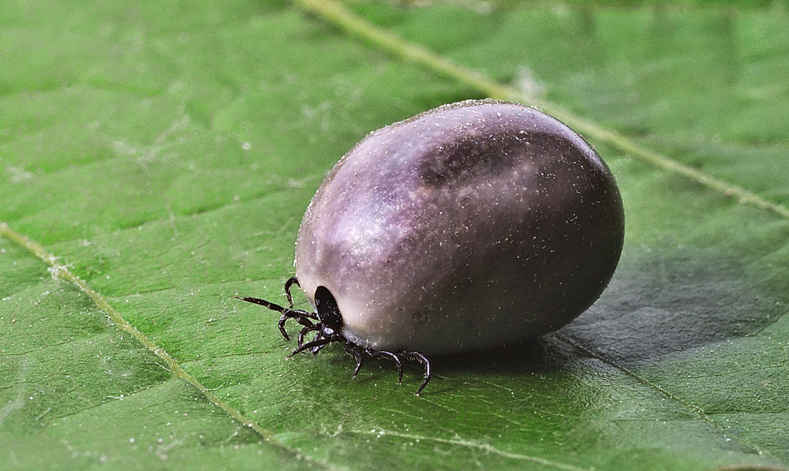 insect, leaf, fruit, animal, day, 2K, Danger, food, outdoors, plant part, erythema, wellbeing, healthy eating, Lyme Disease, no people, animal themes, HD Wallpaper