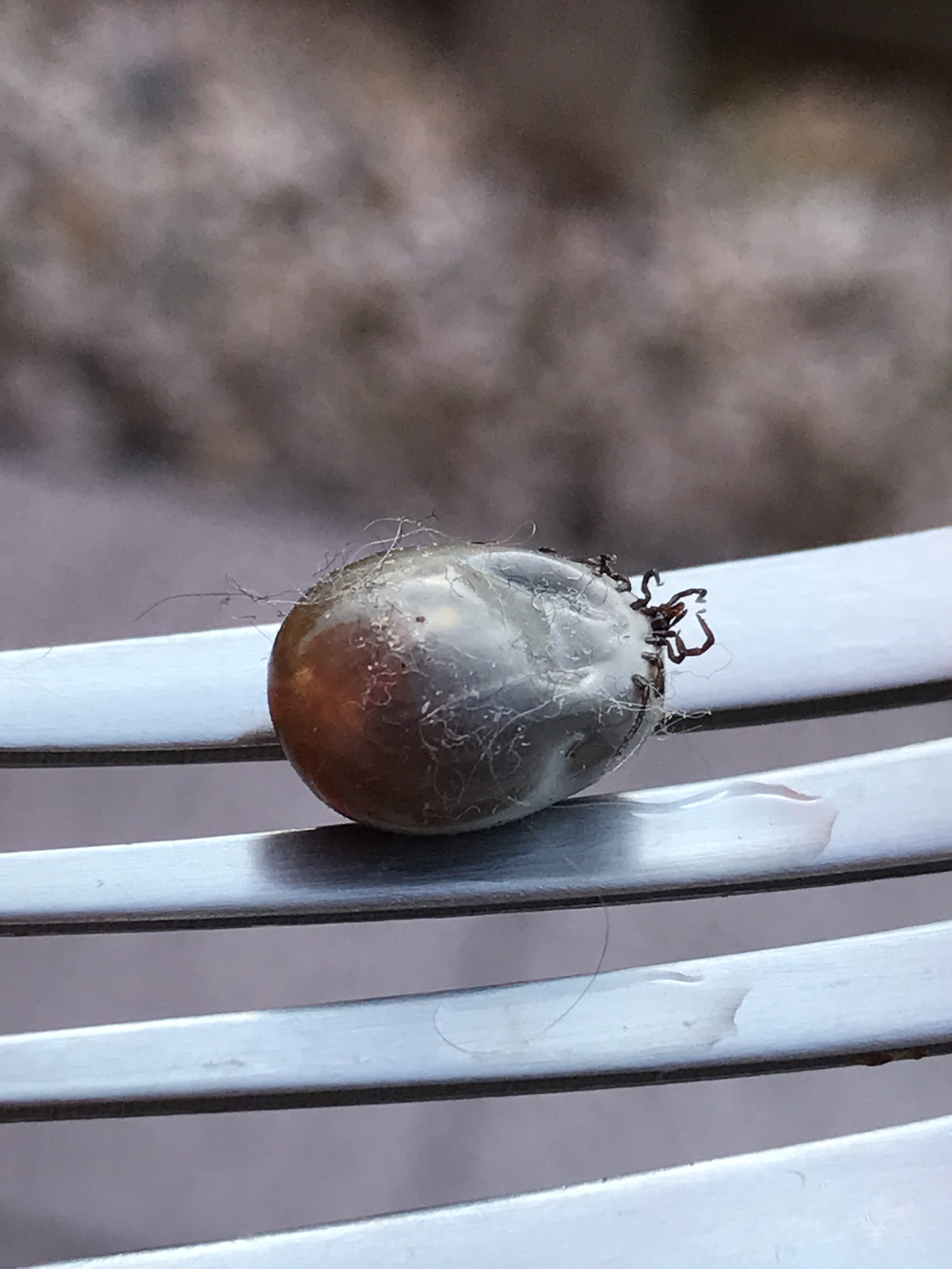 bloodsucking ectoparasite, food and drink, Animal, crawl, focus on foreground, one animal, freshness, meningitis, food, health risk, wood - material, Wood Tick, Phone HD Wallpaper