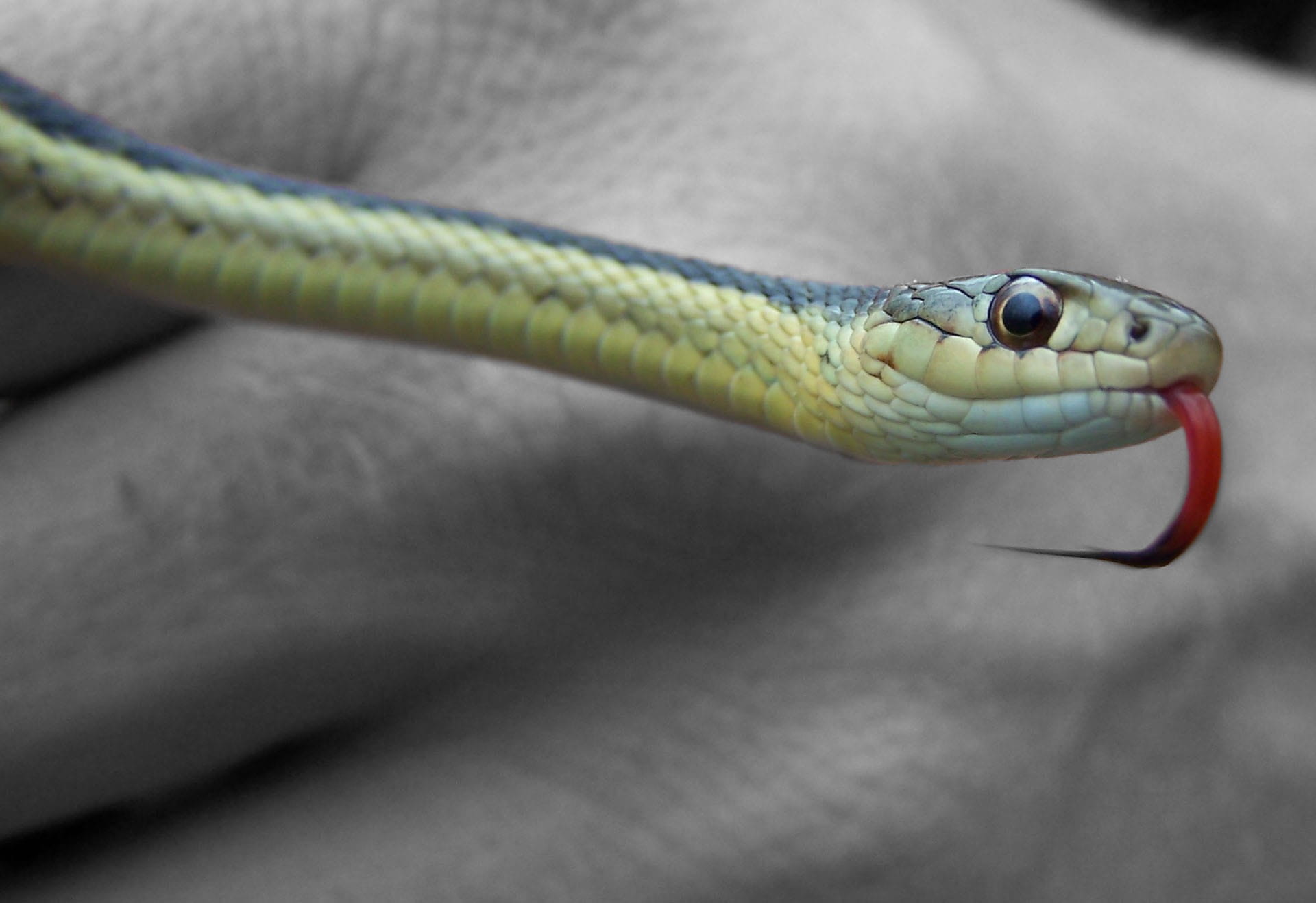 bite, animal scale, slither, Forked, macro, animals in the wild, Snake, no people, communication, eye, day, one animal, person, vertebrate, close-up, animal themes, HD Wallpaper