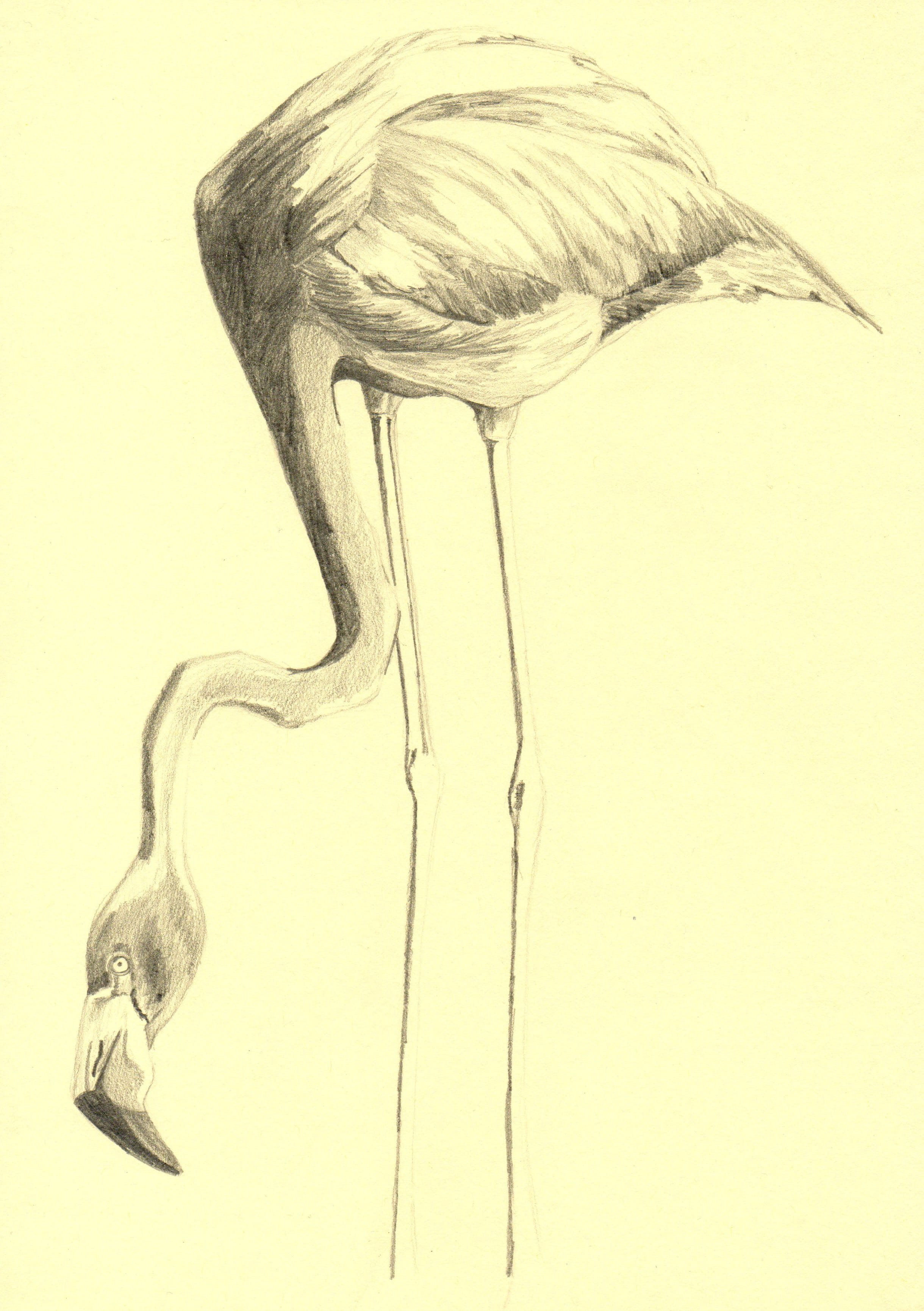 one animal, 2K, vertebrate, antique, Flamingo, art and craft, Bird, Drawing, artwork, illustration, nature, drawing - Art Product, animal, Art, still life, Phone HD Wallpaper