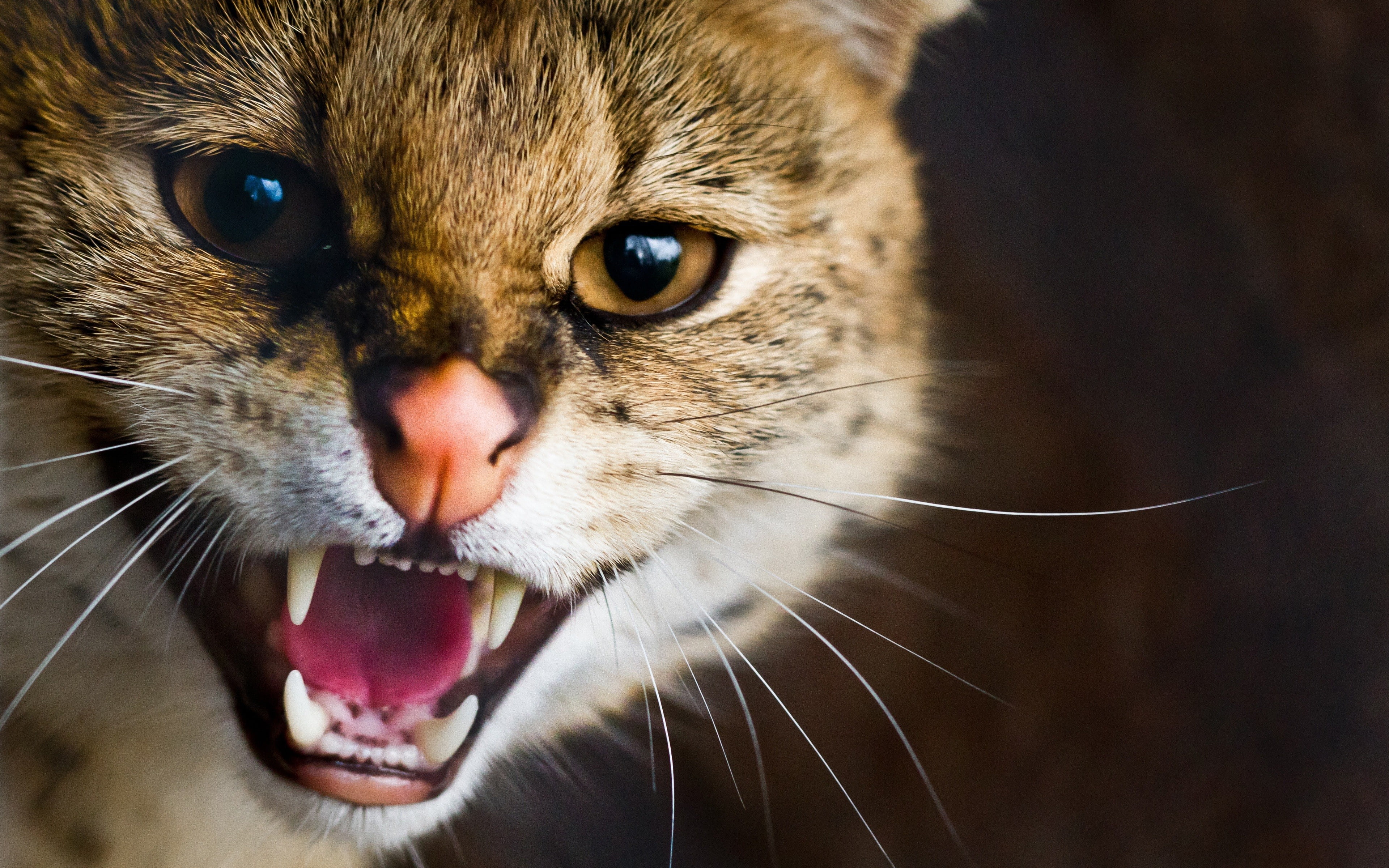 vertebrate, focus on foreground, animal, 4K, no people, portrait, animal themes, domestic, animal mouth, what, cat, Cats, looking at camera, feline, pets, HD Wallpaper