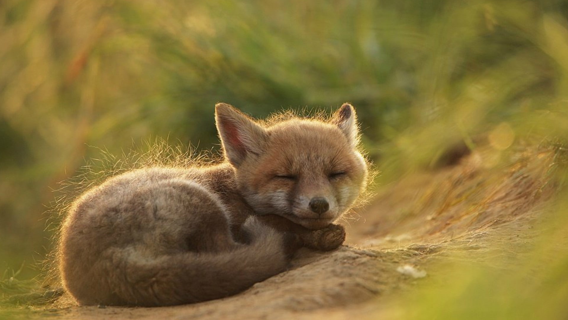 animal head, animal, eyes closed, sleeping, animals in the wild, nature, 1080P, young animal, no people, lying down, portrait, cute, grass, resting, animal themes, HD Wallpaper