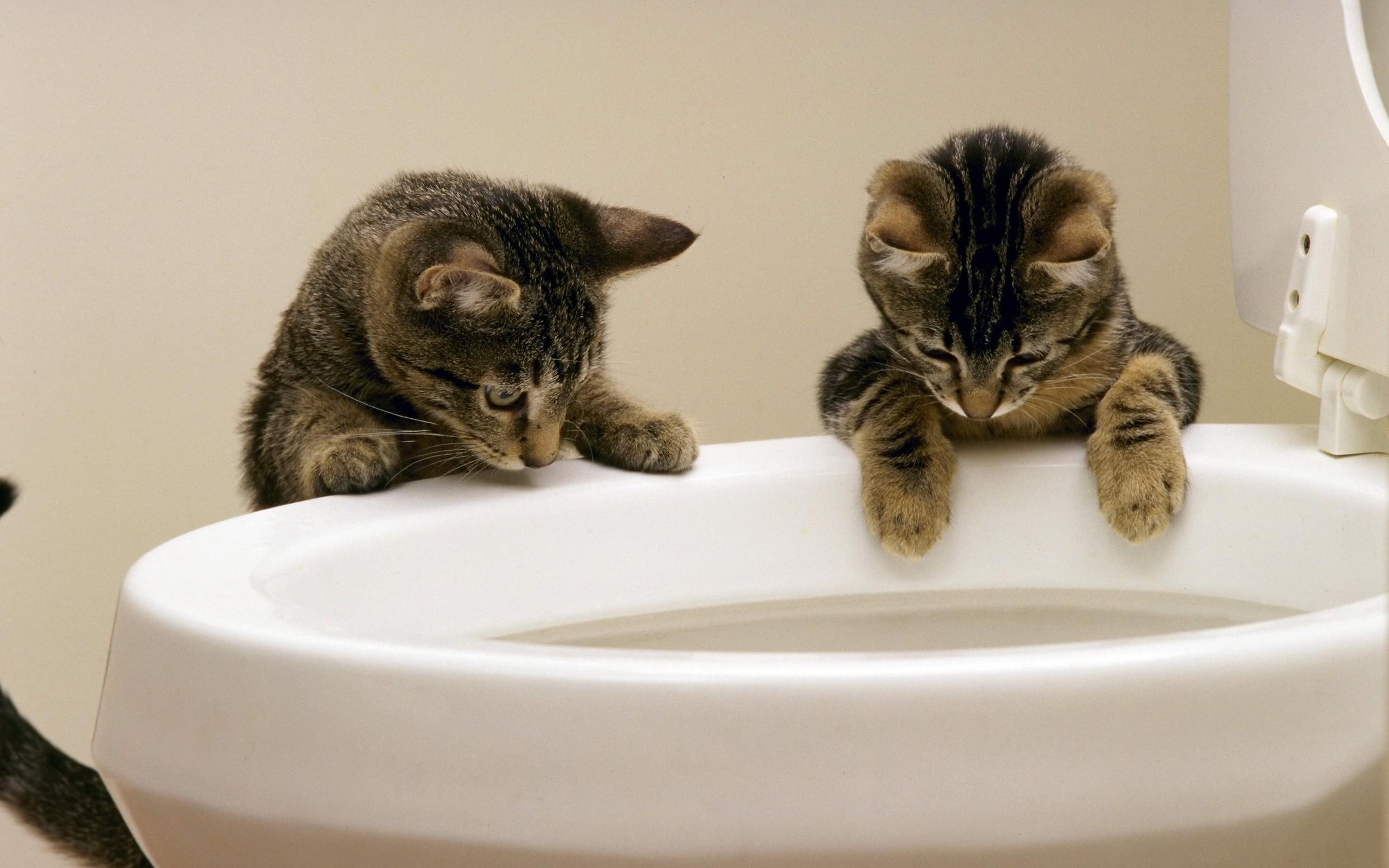 kitten, toilet, cats, animals, funny, s, 2K, cute, HD Wallpaper