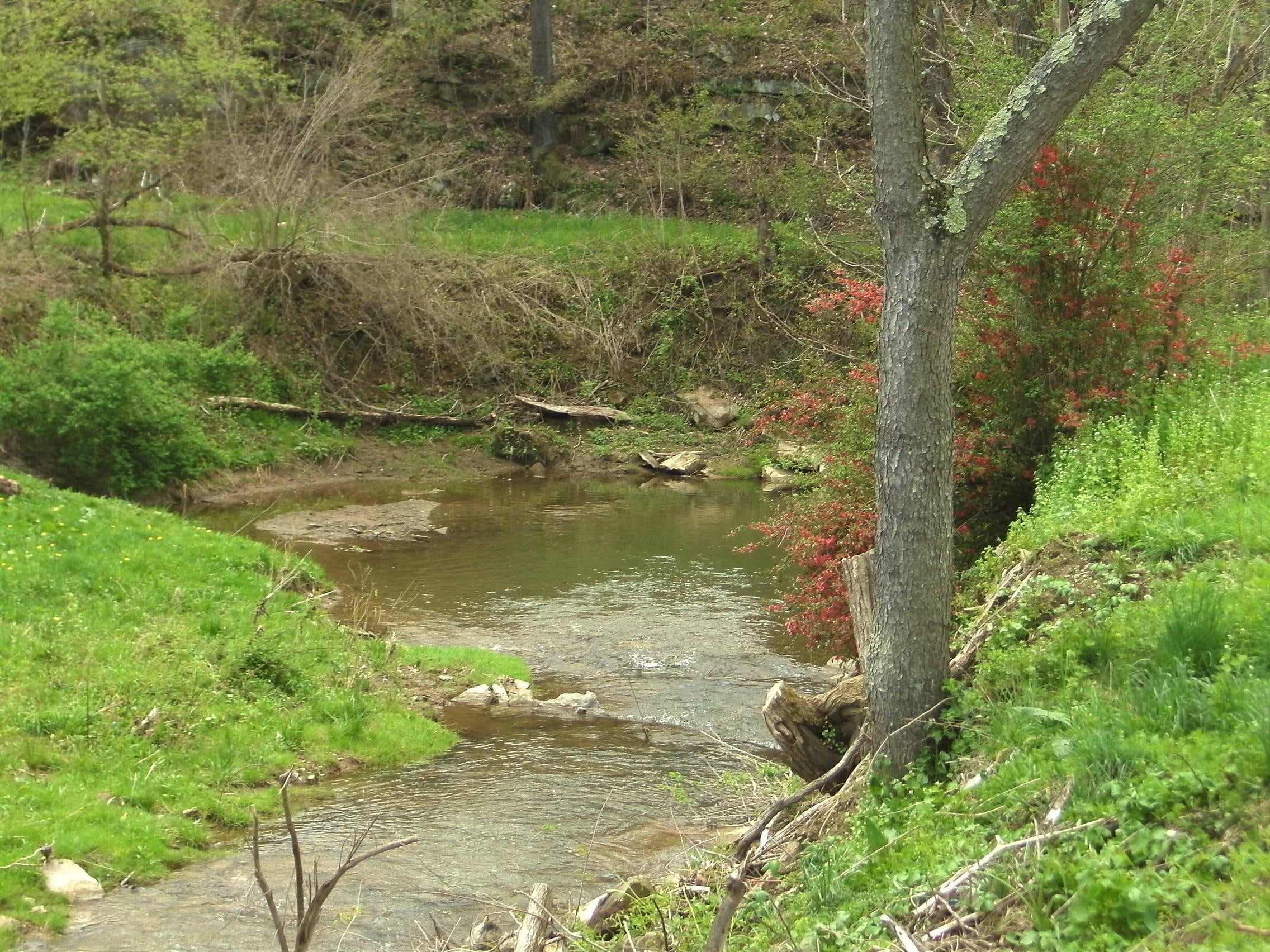 flowers, water, creek, see, 1080P, woods, green, 3d and abstract, HD Wallpaper