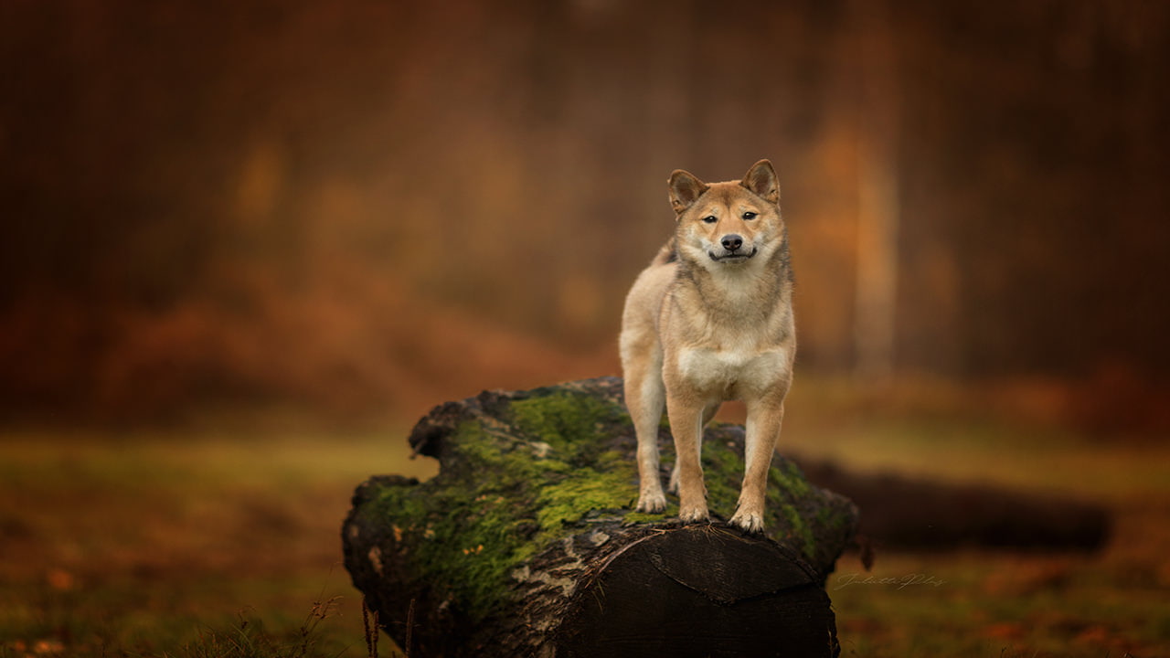 rock, wood - material, animal wildlife, hunting, standing, looking at camera, bark, 720P, animals in the wild, day, tree, animal themes, dog, vertebrate, HD Wallpaper