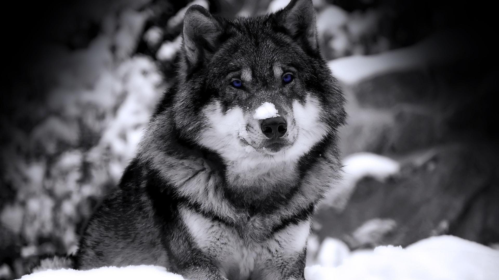 1080P, spring, animals, wolf, beautiful, gorgeous, HD Wallpaper