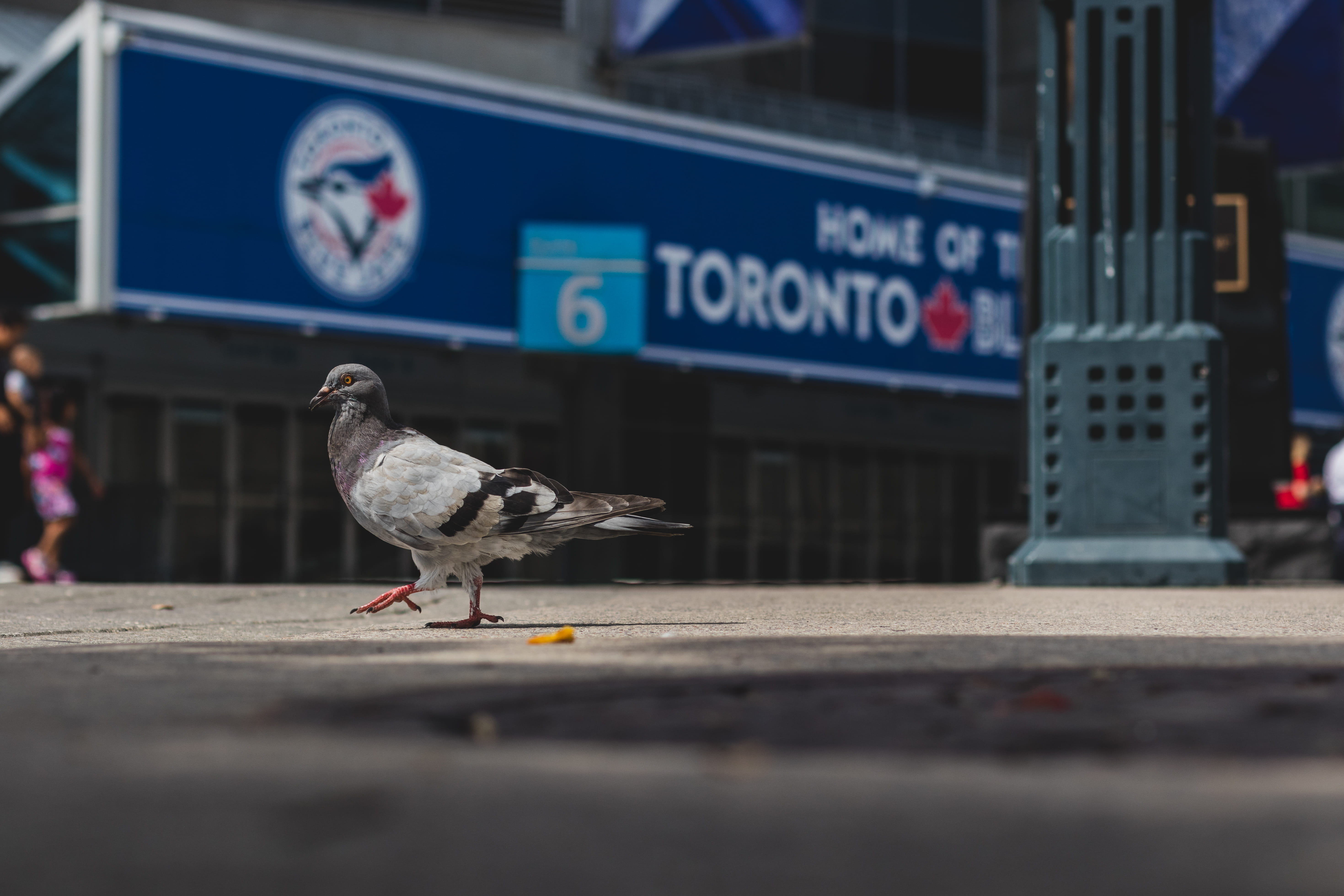 hd, 5K, console, bird, animals in the wild, toronto, no people, focus, pigeon, day, blue jays, summer, focus on foreground, urban, canada, vertebrate, HD Wallpaper