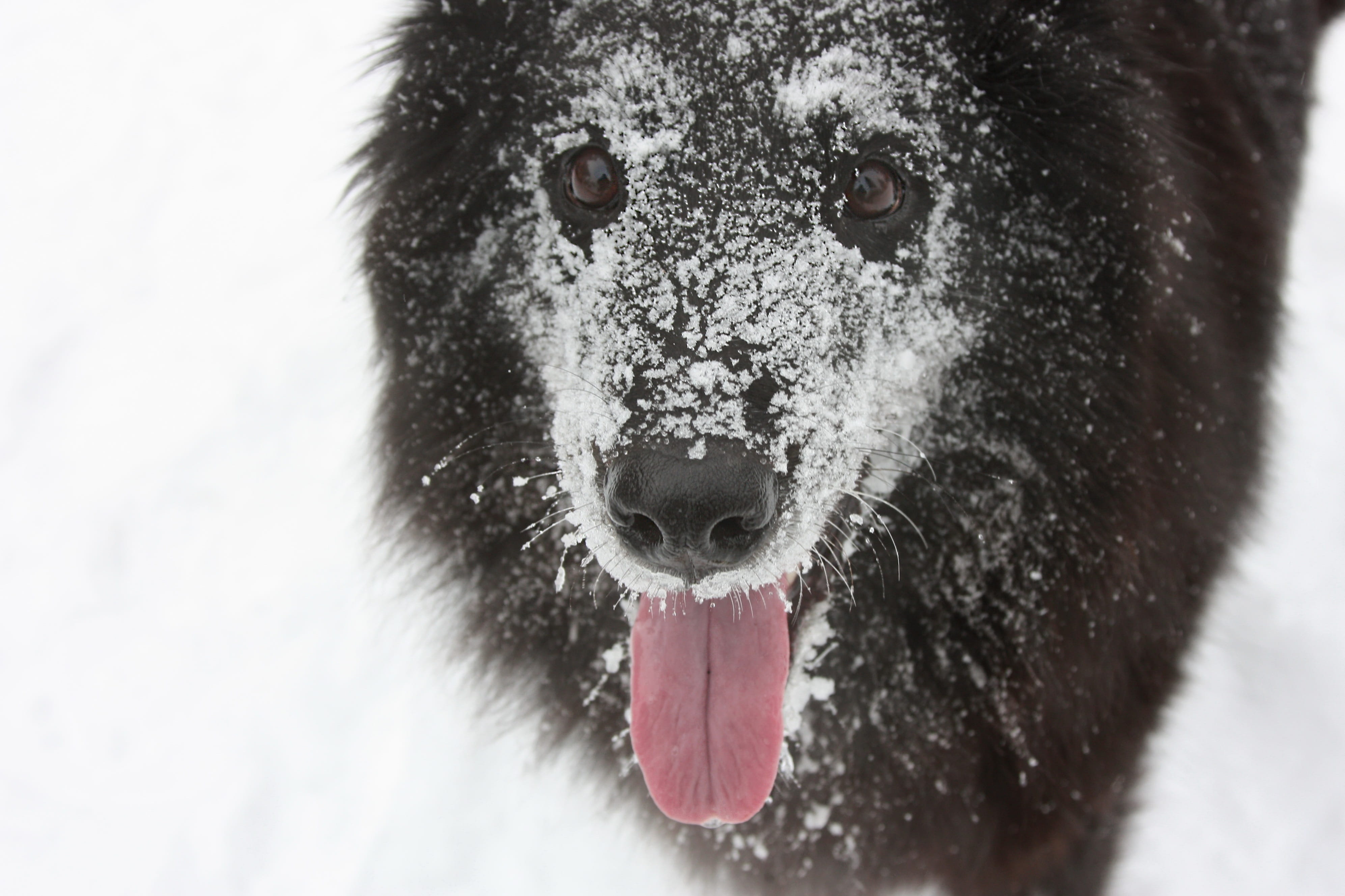day, look, focus on foreground, snowing, ice, portrait, outdoors, looking at camera, finnish, nature, animal wildlife, domestic animals, the eye, belgian shepherd dog, HD Wallpaper