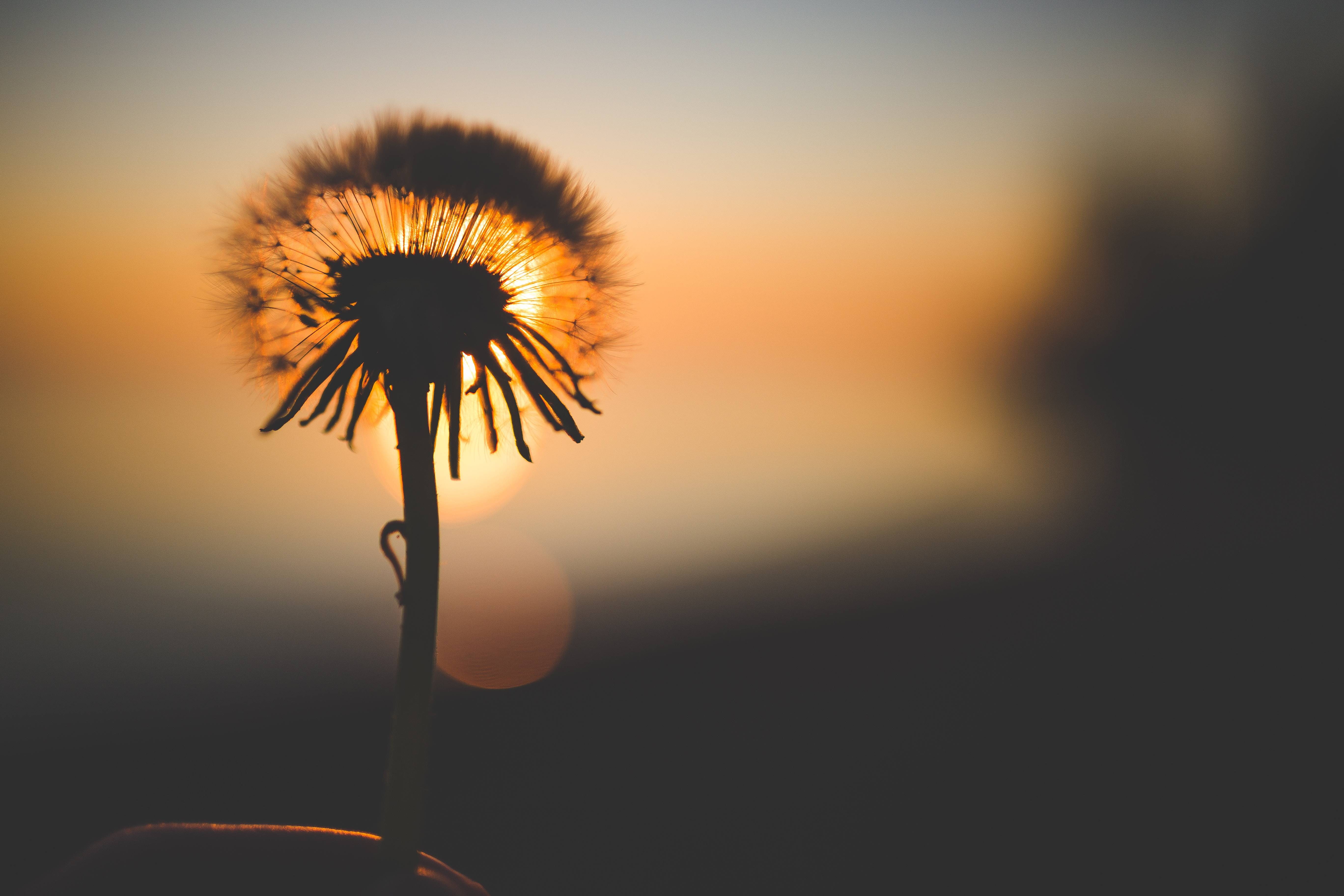 5K, flora, bloom, blossom, dawn, dandelion, flower, HD Wallpaper