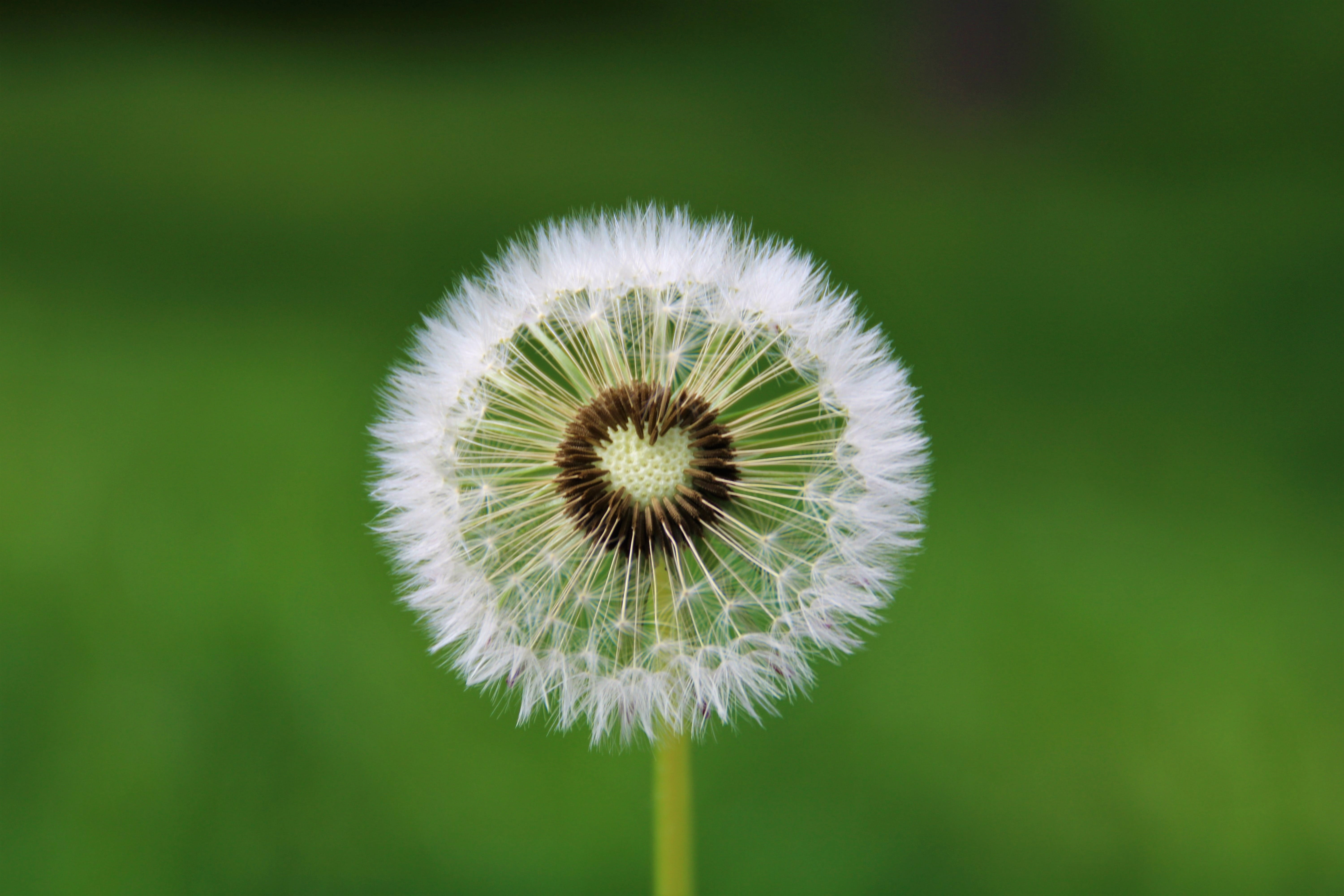 green color, growth, fragility, flowers, map, fulfill a wish, flowering plant, flower head, dandelion, focus on foreground, flower, love, closeups, nature, HD Wallpaper