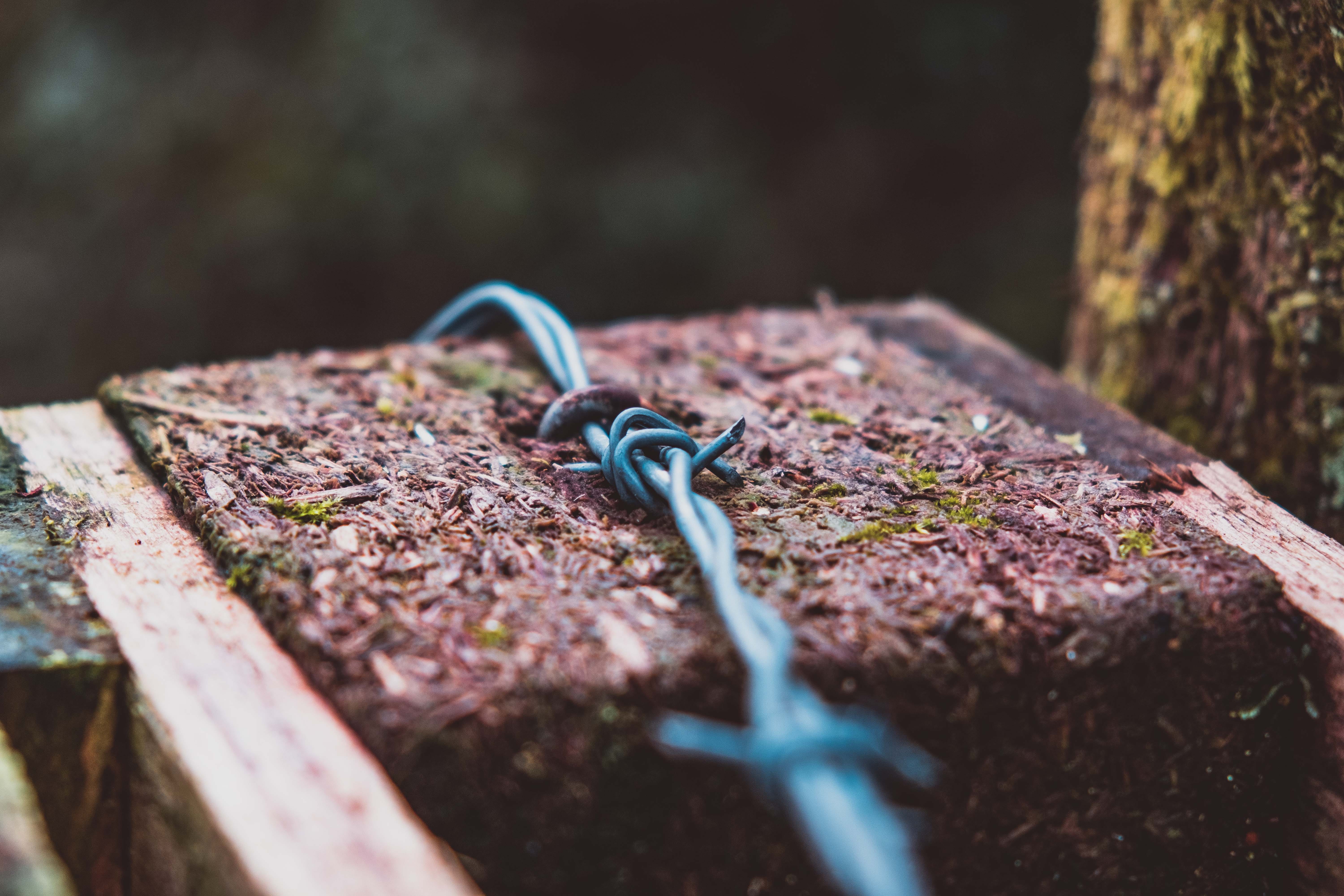 wood - material, no people, reptile, security, land, lock, spiral, day, outdoors, tree, black, snake, 5K, vine, knot, coil, lizard, wood, rusty, barbed wire, HD Wallpaper