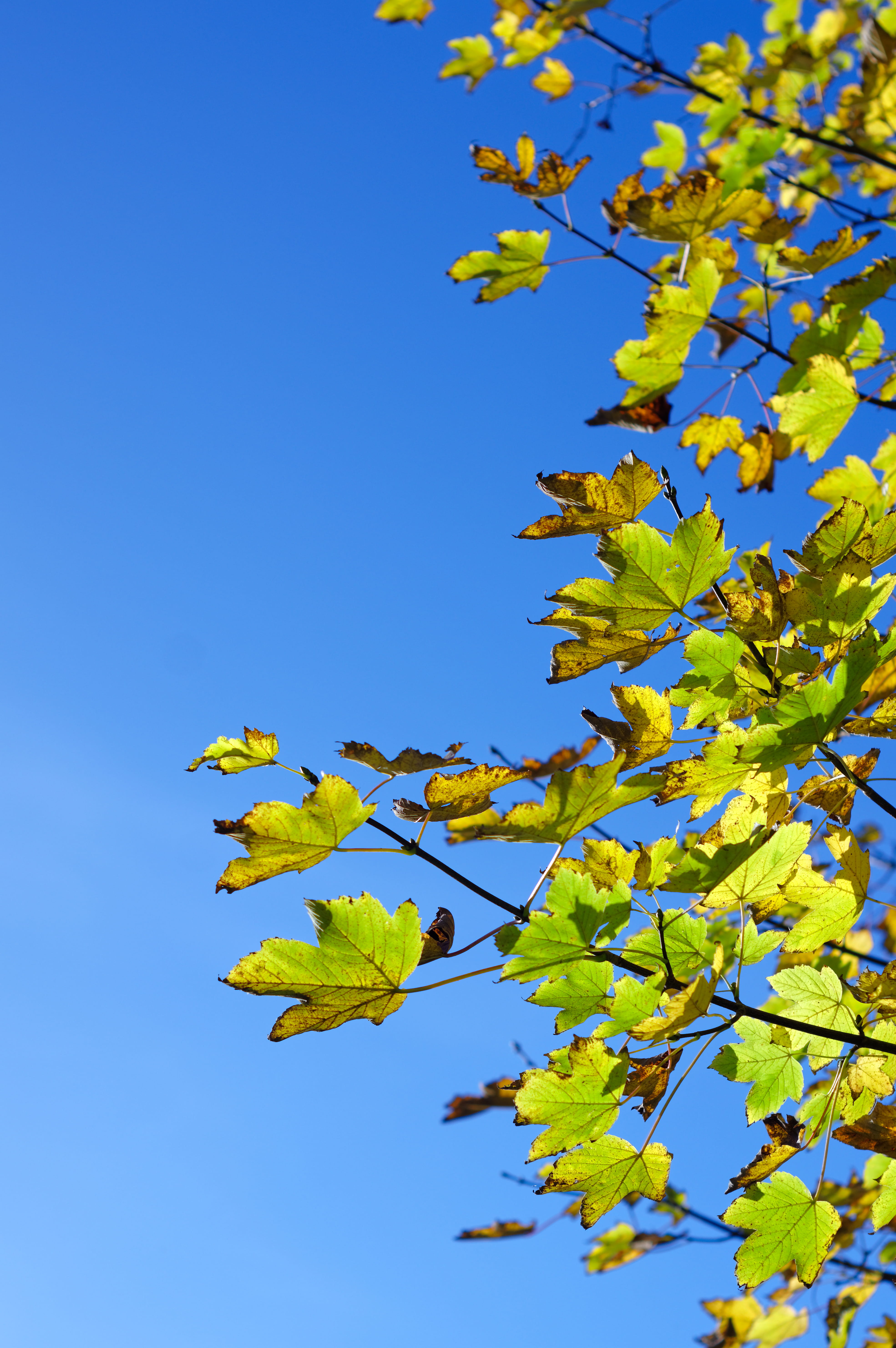 animal, maple, blue sky, bird, symbol, clear sky, sky, agelaius, leaf, tranquility, logo, spring, outdoors, growth, twig, low angle view, springtime, blackbird, Phone HD Wallpaper