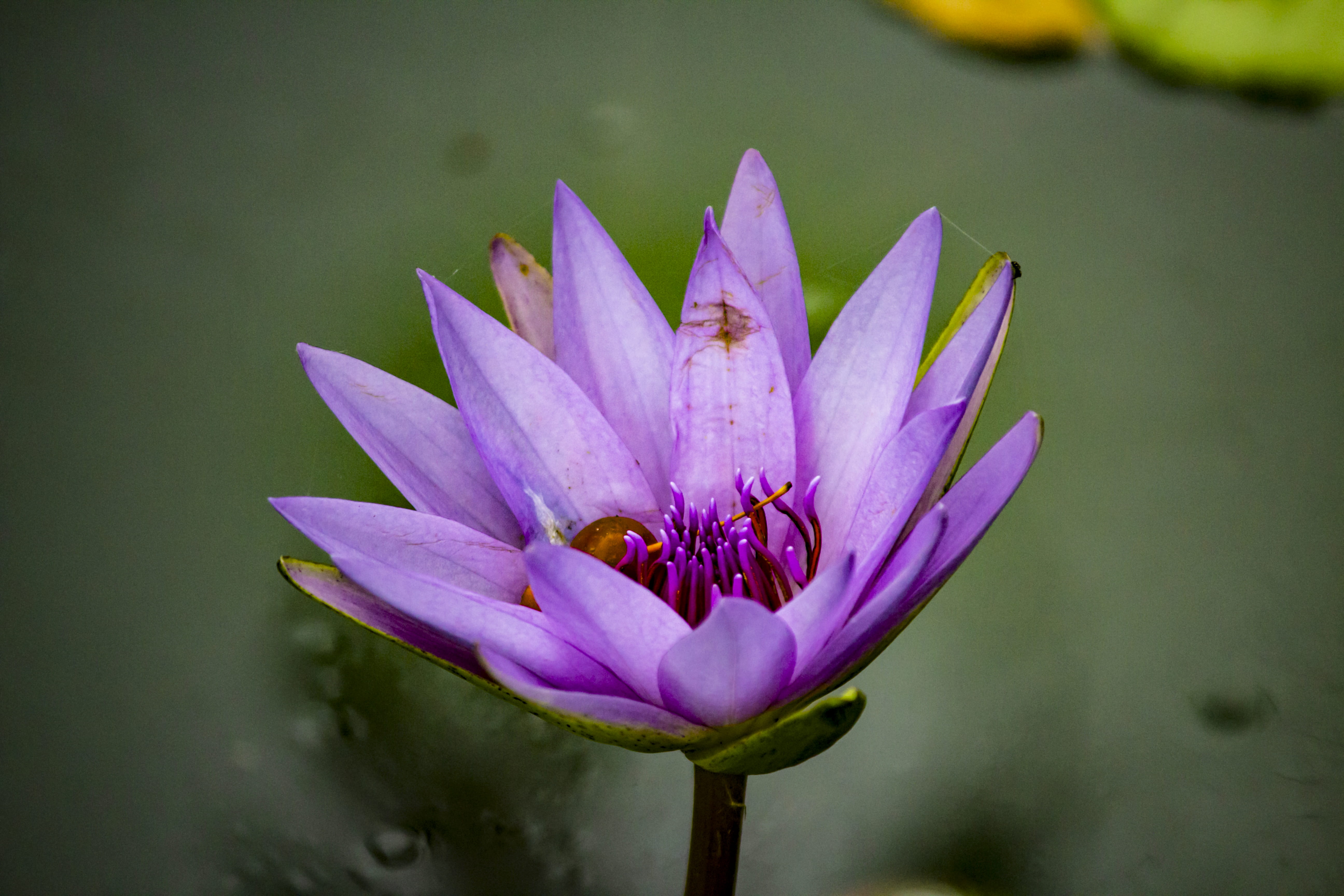 colorful, crocus, nyc, new york city, city, pollen, water lily, serenity, 5K, beauty, close-up, outdoors, lily, growth, blossom, inflorescence, flower head, HD Wallpaper