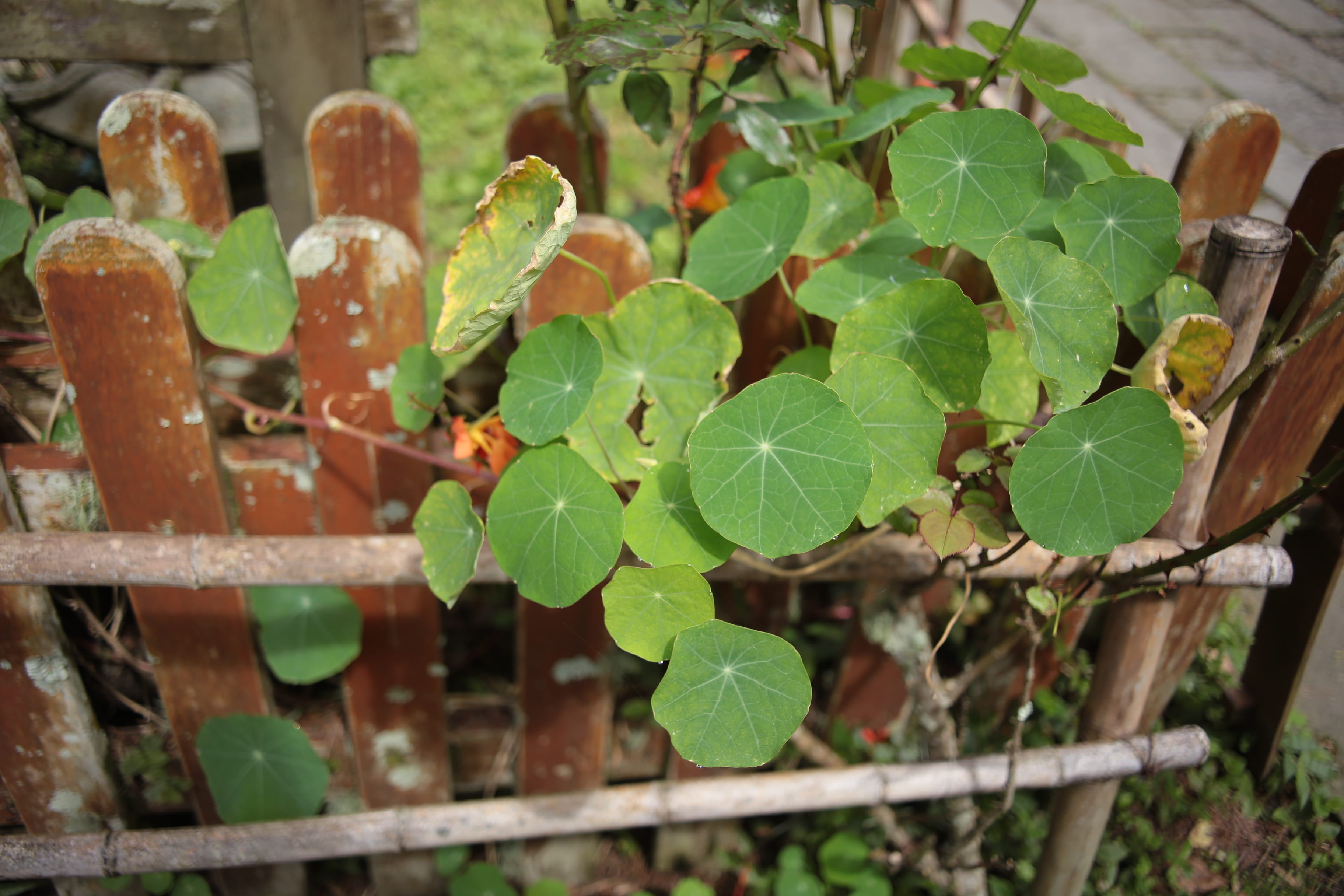 focus on foreground, barrier, high angle view, leaf, insect, green color, ivy, picket, nature, plant part, porch, wood - material, bread, arbour, close-up, HD Wallpaper