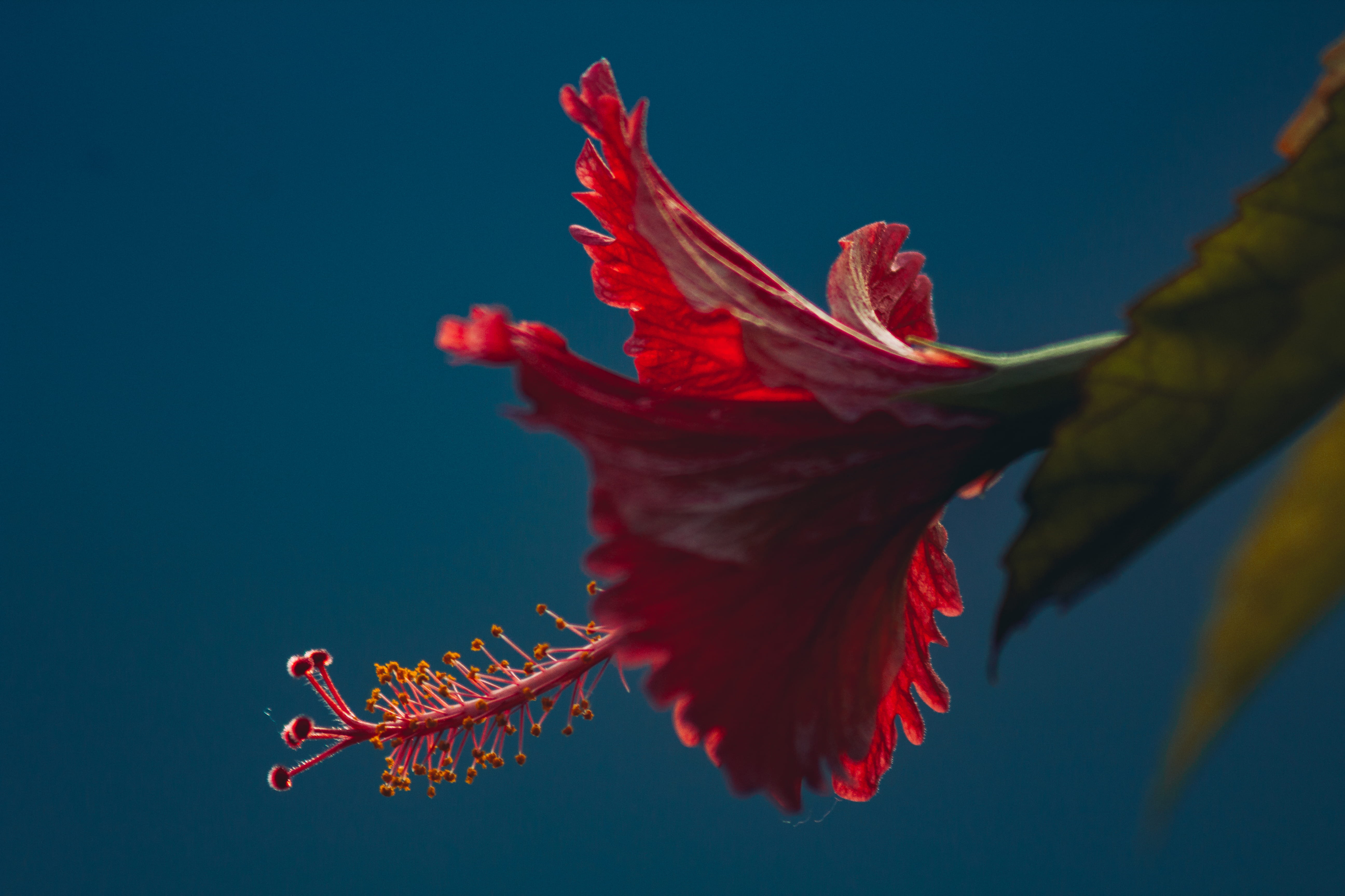 close-up, flowering plant, nature, water, maldives, marine, petal, flower, vulnerability, flower head, one animal, addu city, maradhoo, red, freshness, HD Wallpaper