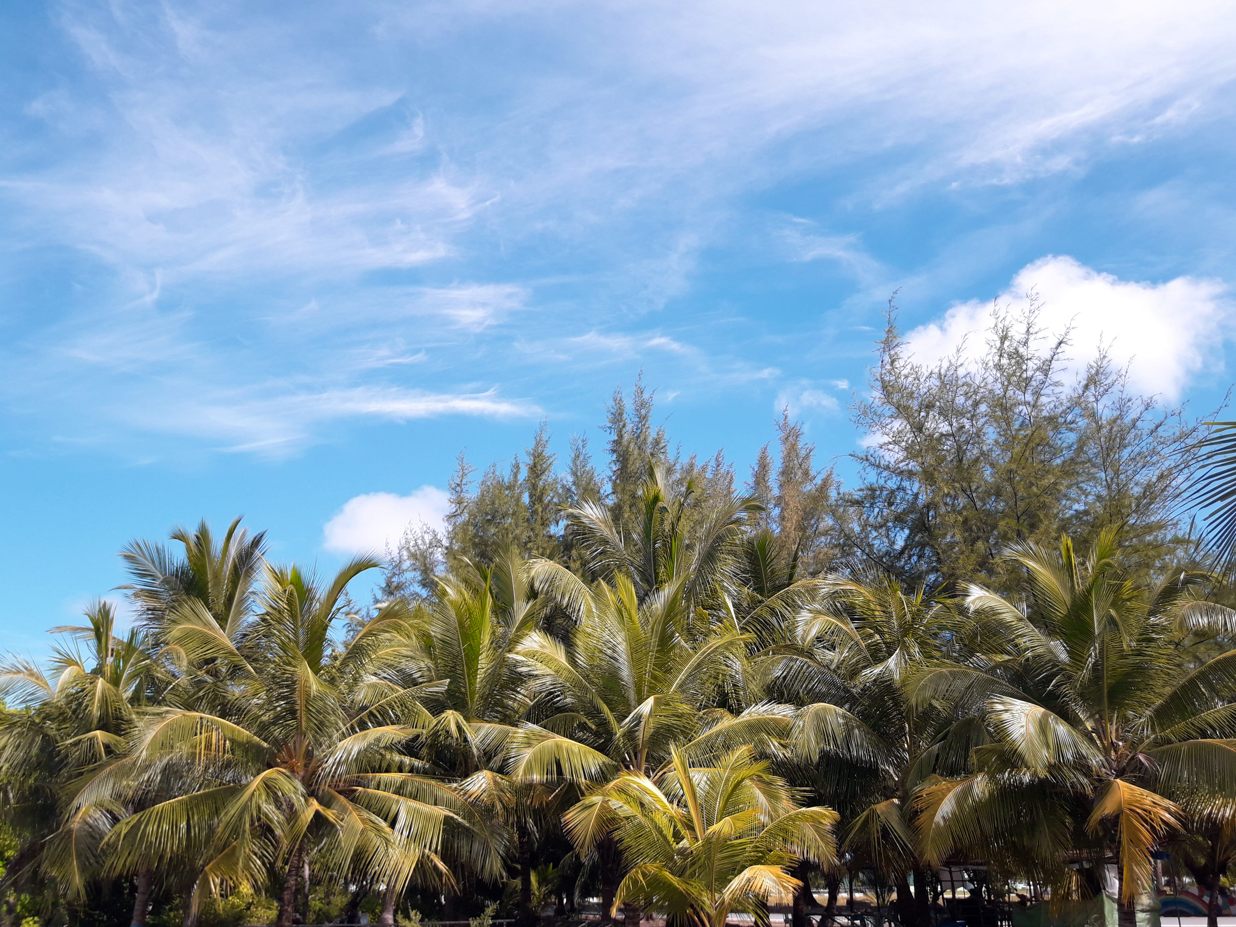 growth, sunlight, coconut palm tree, hithadhoo, beauty in nature, blue, scenics - nature, cloud - sky, day, 4K, low angle view, addu city, tropical climate, HD Wallpaper