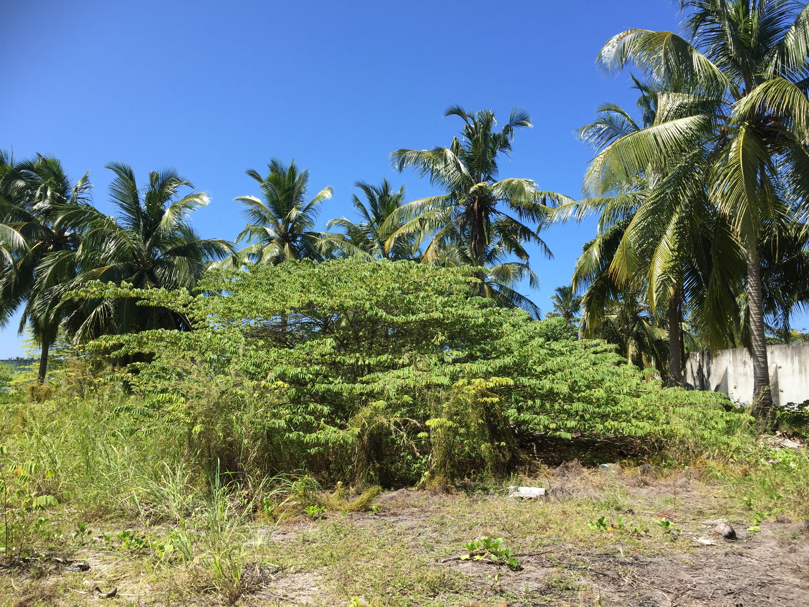 land, growth, blue, tropical tree, non-urban scene, green color, palm tree, day, future, scenics - nature, no people, tranquility, tree, 2K, hospital, HD Wallpaper