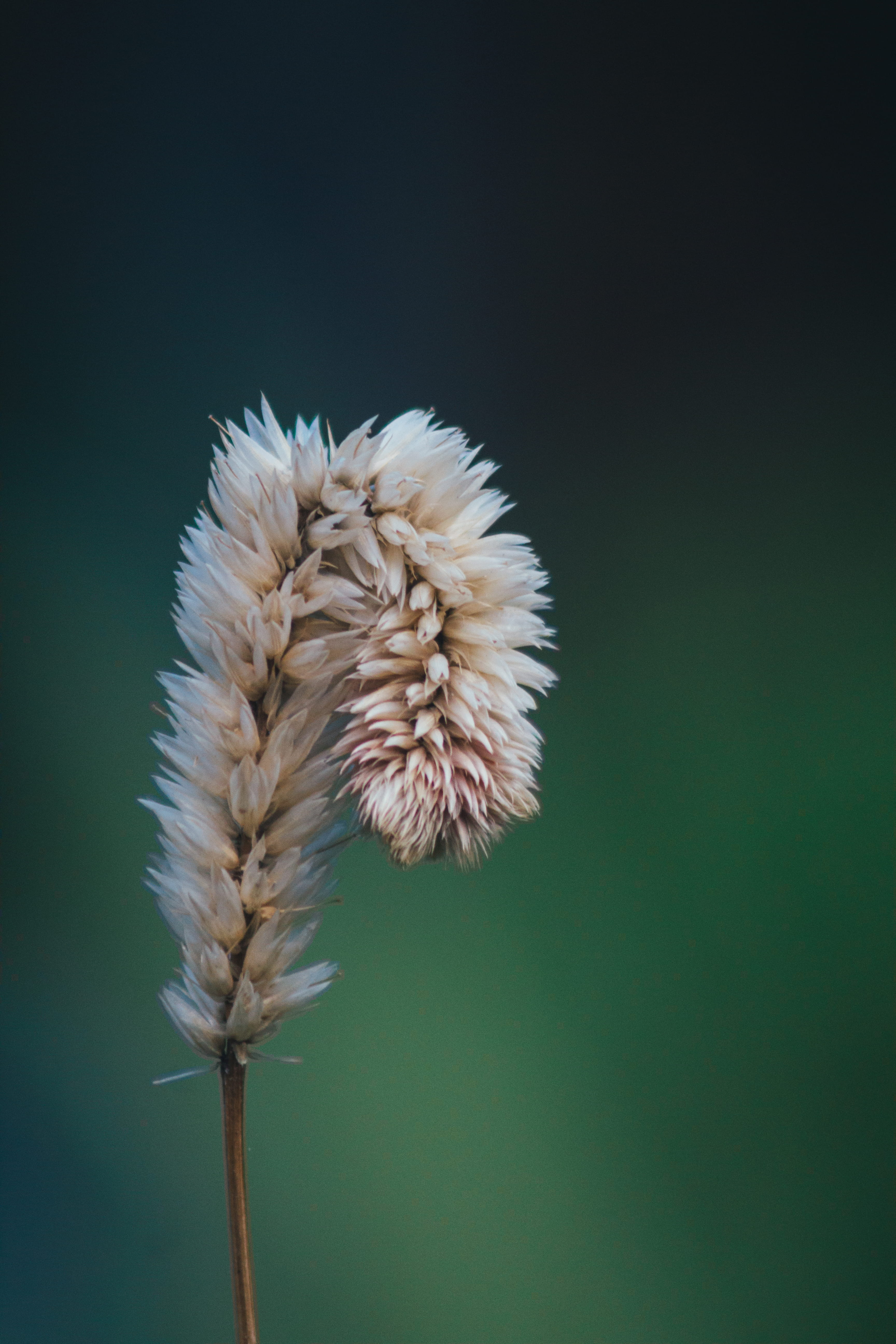 growth, wilted plant, plant stem, sepal, freshness, blurred, flower, plant, softness, no people, dandelion seed, close-up, studio shot, green, flowering plant, Phone HD Wallpaper