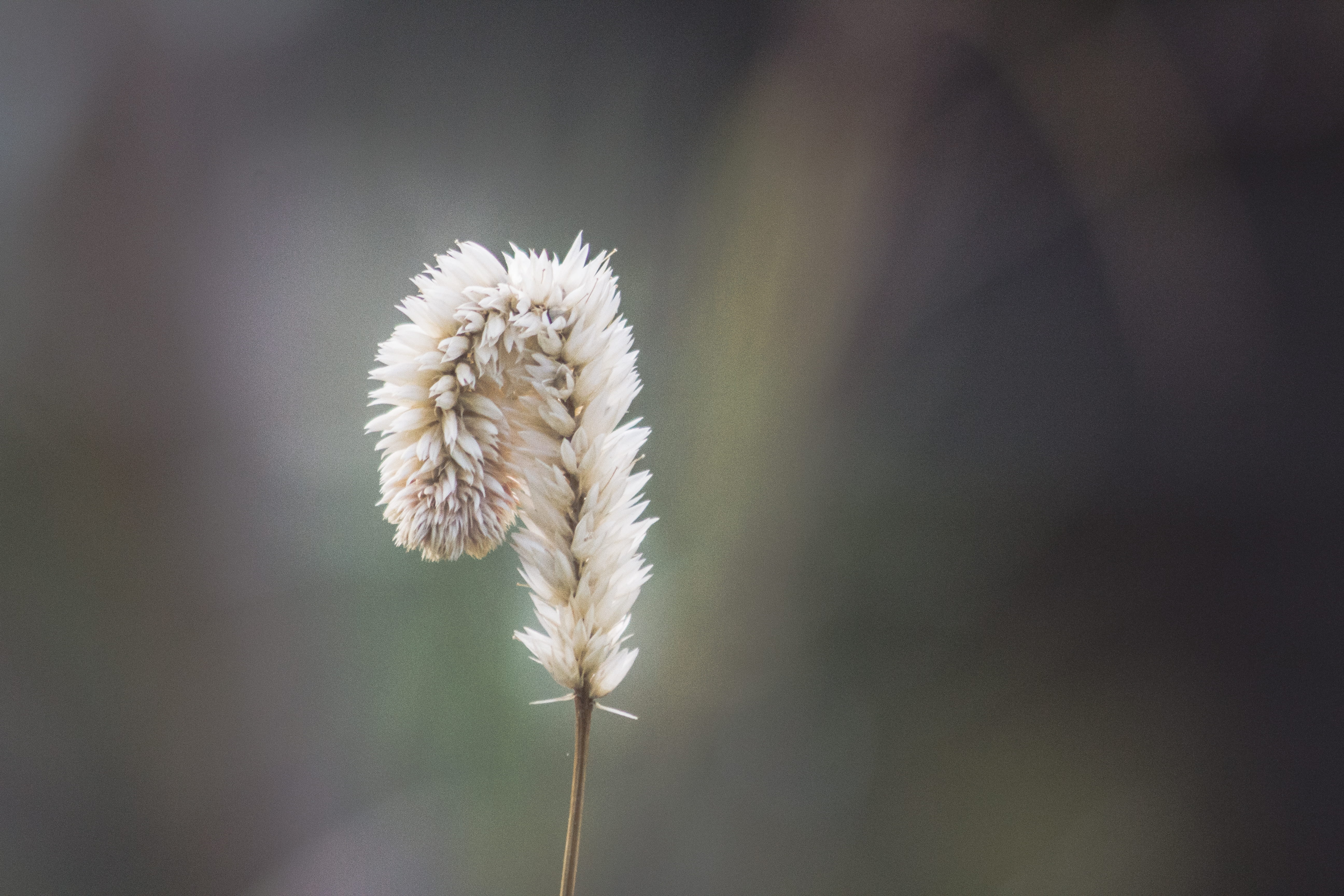 5K, uncultivated, day, fragility, maradhoo, nature, flowering plant, white color, selective focus, dandelion seed, outdoors, growth, single, vulnerability, HD Wallpaper