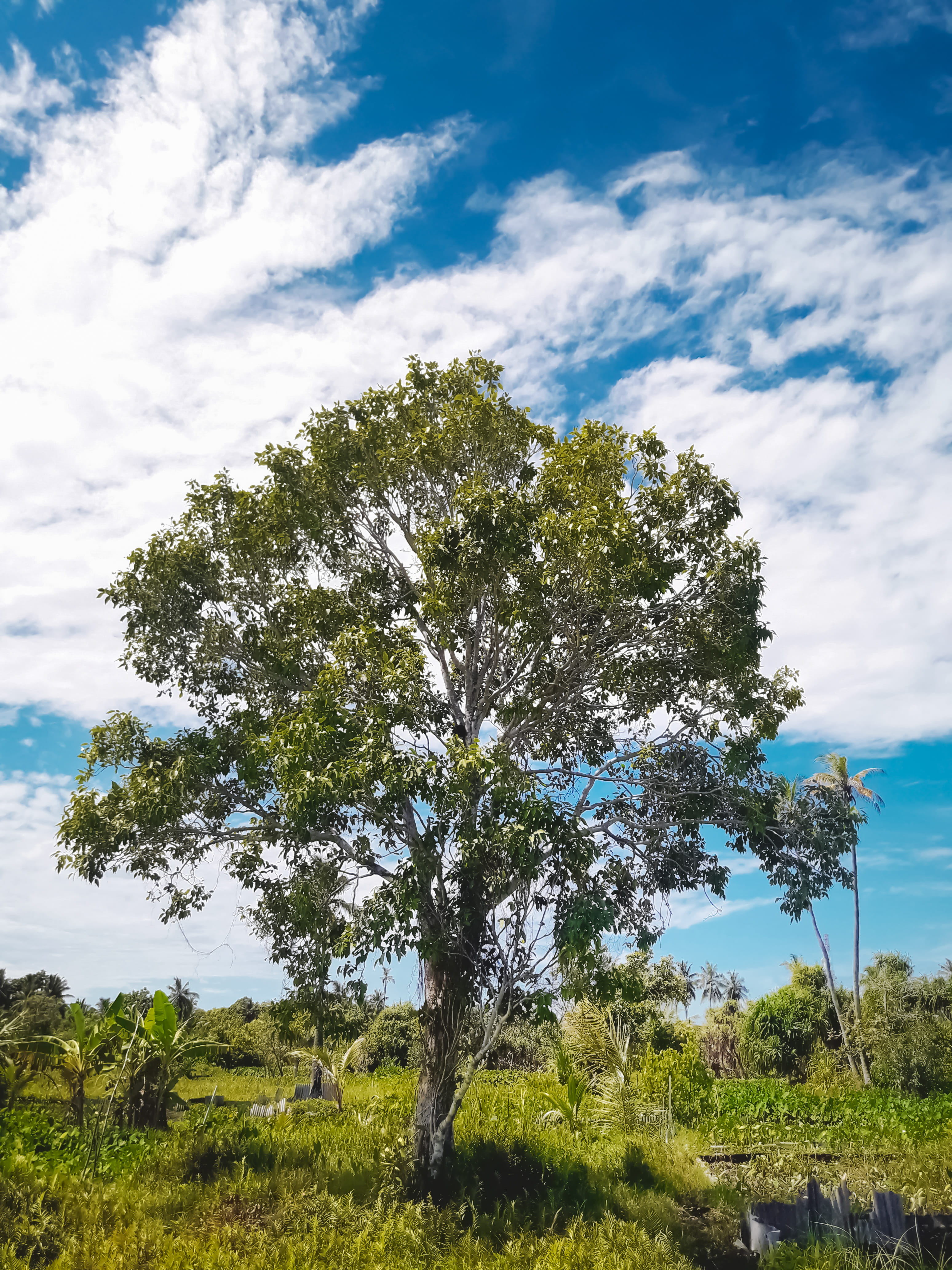 cloud - sky, tree, tranquility, grass, landscape, hithadhoo, growth, non-urban scene, tranquil scene, green color, outdoors, maldives, beauty in nature, Phone HD Wallpaper