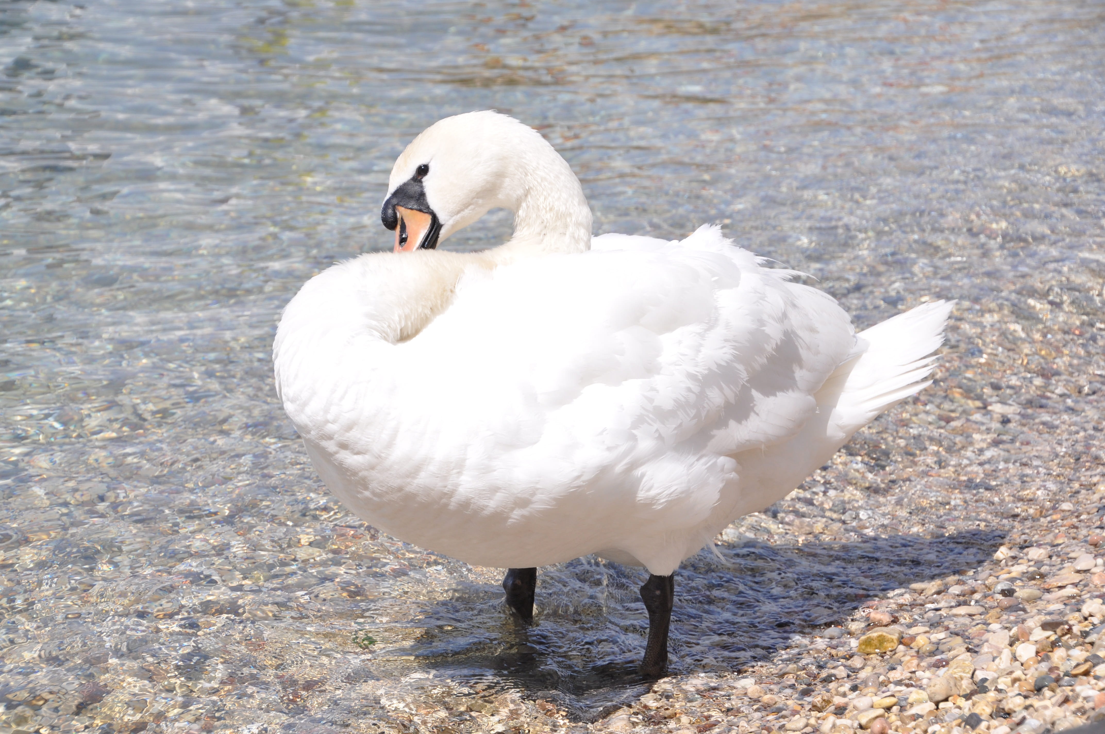 nature, animal neck, no people, White, day, 4K, water, pond, wildlife, Bird, Water Bird, bird, feather, sunlight, outdoors, animal wildlife, animal, Swan, HD Wallpaper