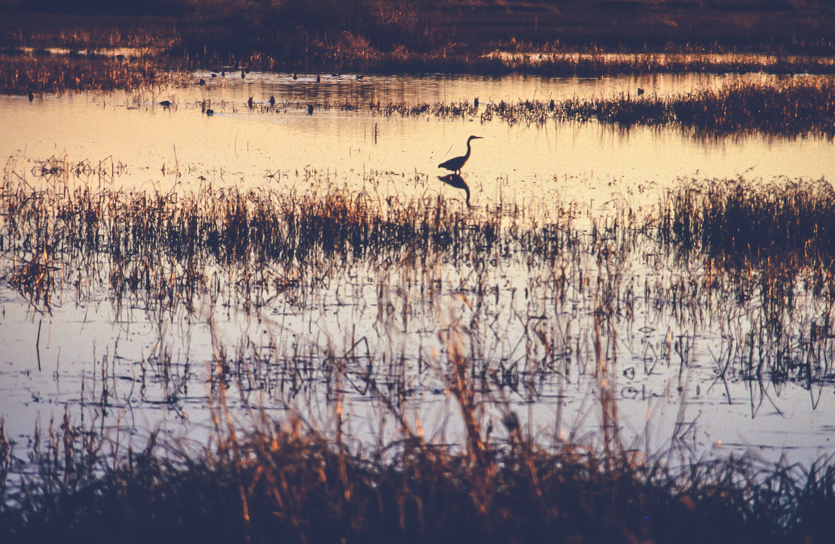 plant, marsh, grass, nature, 2K, swim, bath, wings, feather, waterfowls, mountains, avian, wildlife, river, outdoor, bird, season, animal wildlife, lake, HD Wallpaper
