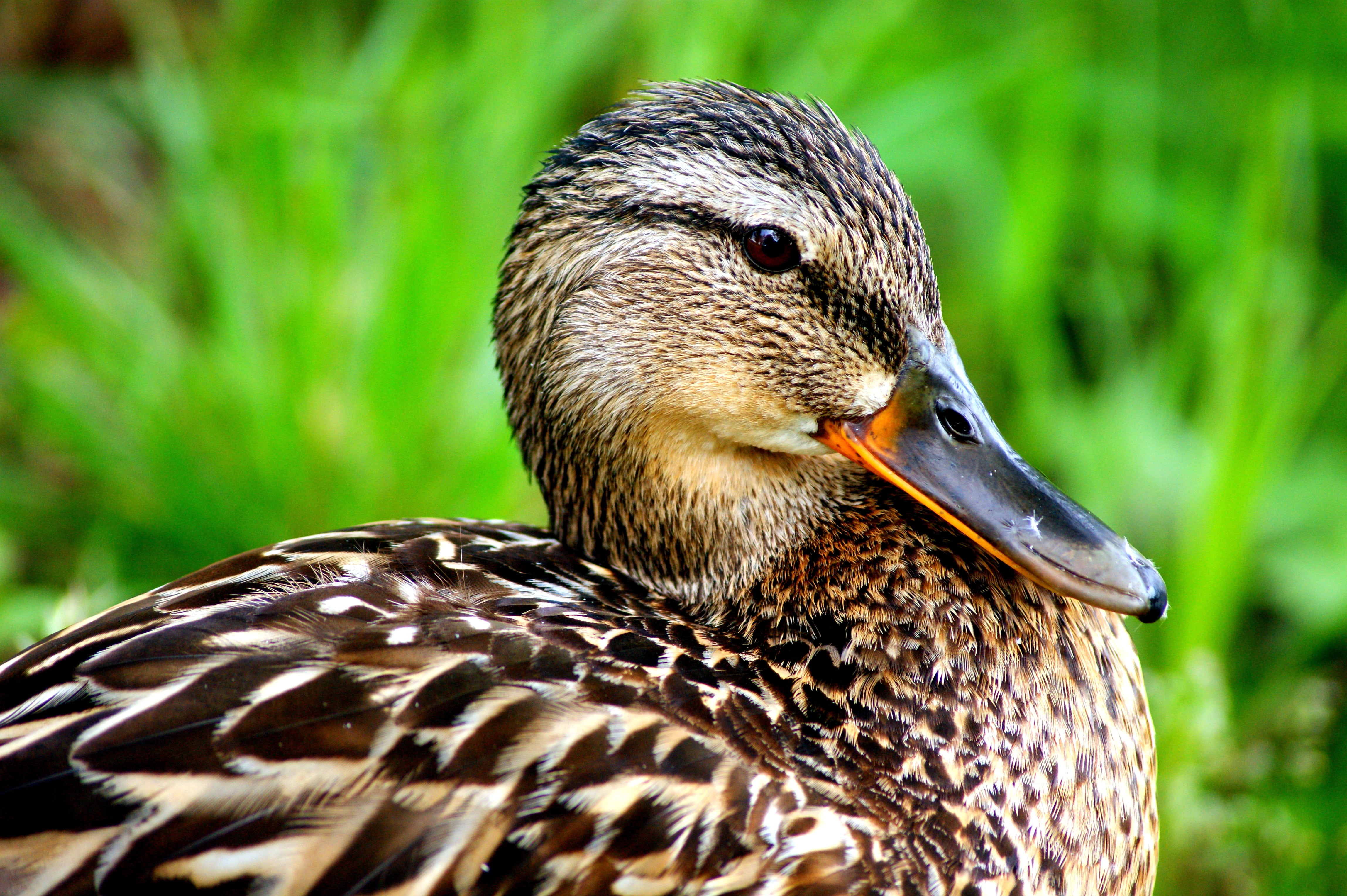 water bird, animals In The Wild, lake, swim, feather, focus on foreground, park, female animal, landscape, grass, close-up, summer, vertebrate, one animal, HD Wallpaper