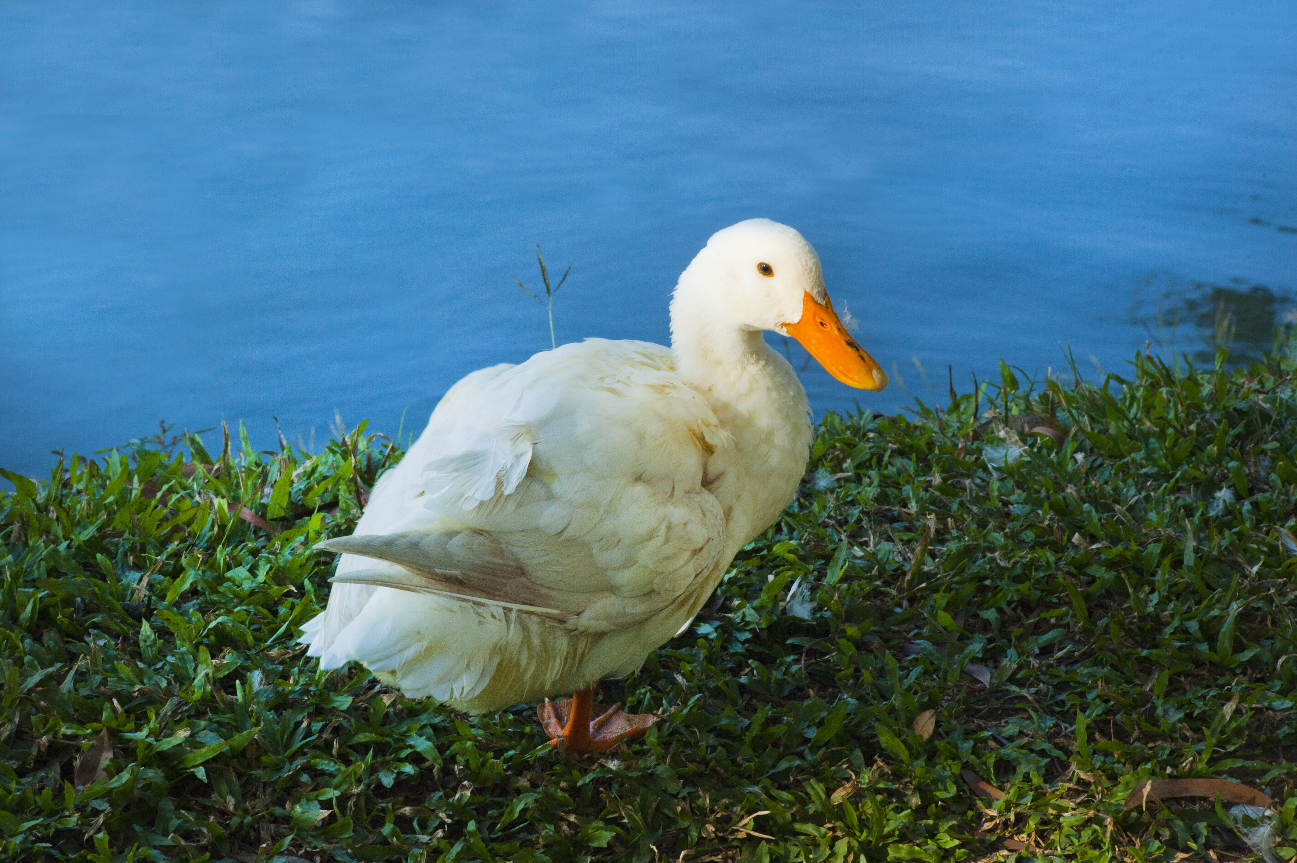 bird, water, growth, day, nature, land, white color, animals in the wild, animal wildlife, animal themes, animal, plant, white, close-up, no people, poultry, HD Wallpaper