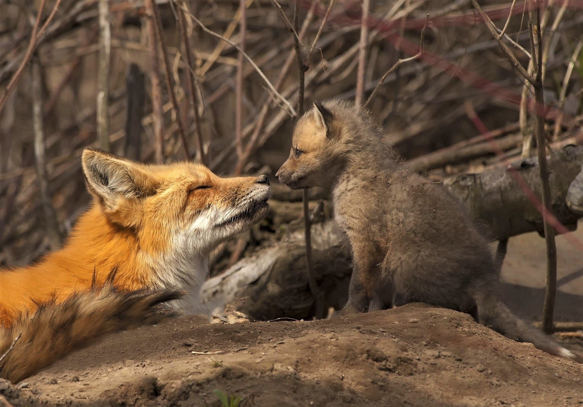 Love, 1080P, Cute, Fox, Red Fox, Cub, Animal, Baby Animal, HD Wallpaper
