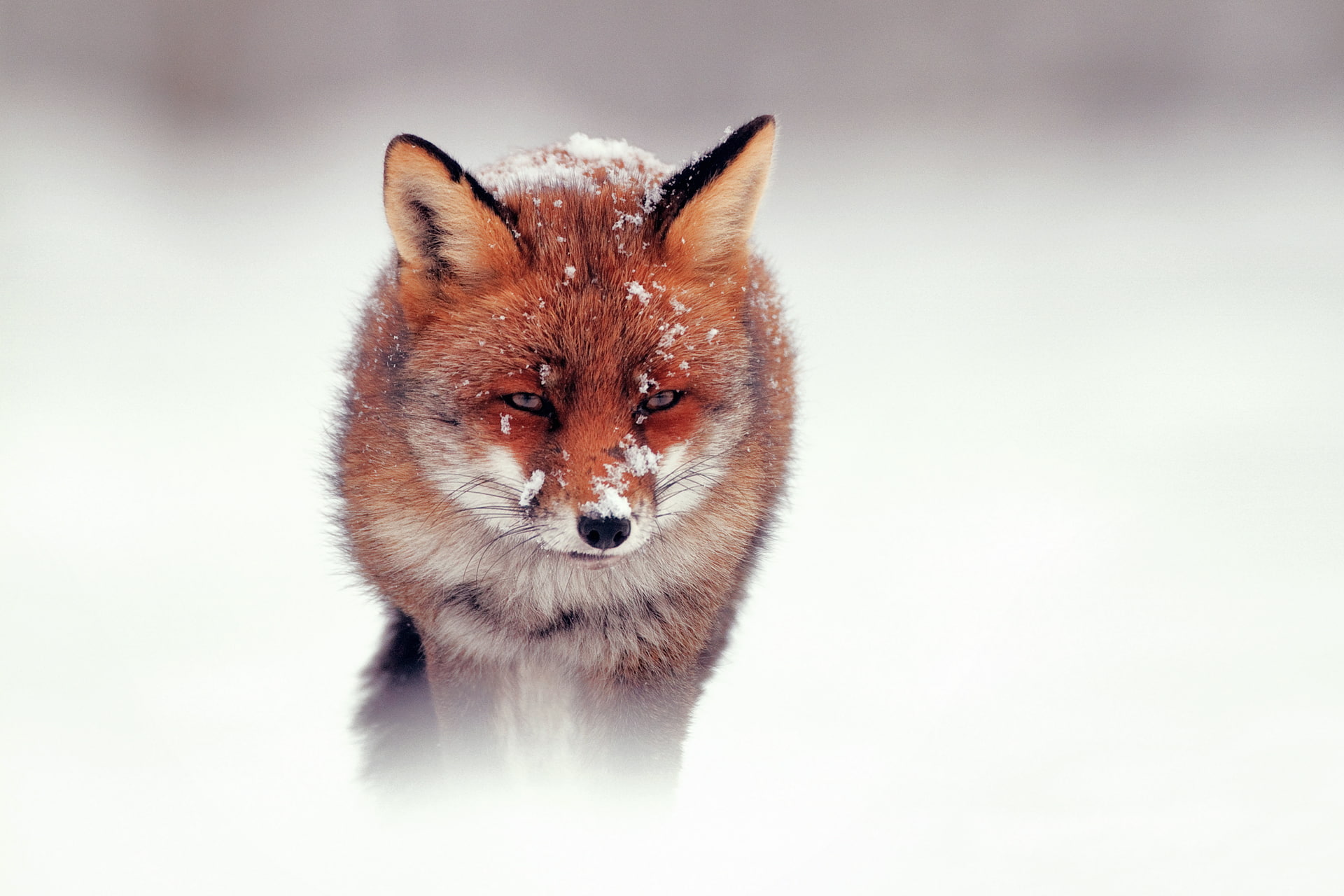 Fox, looking, mammal, pets, looking at camera, red, stealth, brown, animals Hunting, no People, animal Head, fur, cub, 1080P, carnivore, cute, animal Themes, HD Wallpaper