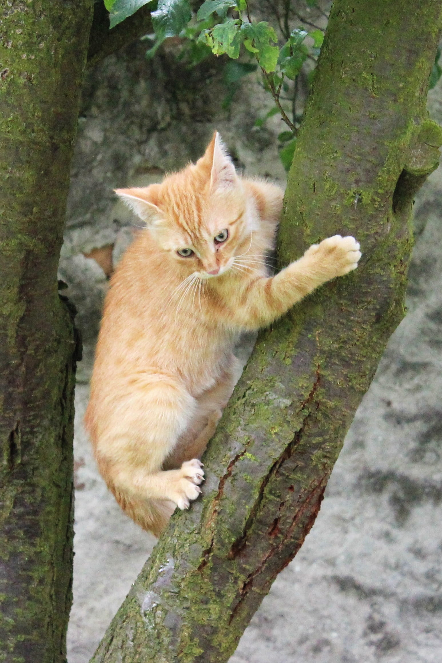 domestic, tree, kitty, whisker, trunk, beautiful, domestic animals, Hairy, Cat, mammal, portrait, domestic cat, climbing, Cub, small, animal themes, cute, Phone HD Wallpaper