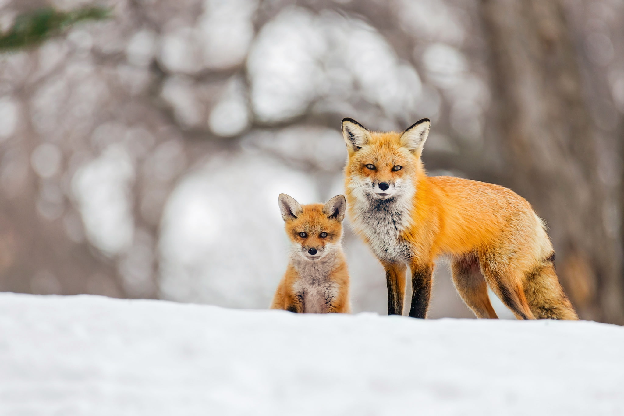 Animal, 1080P, Fox, Snow, Cub, Red Fox, Winter, HD Wallpaper