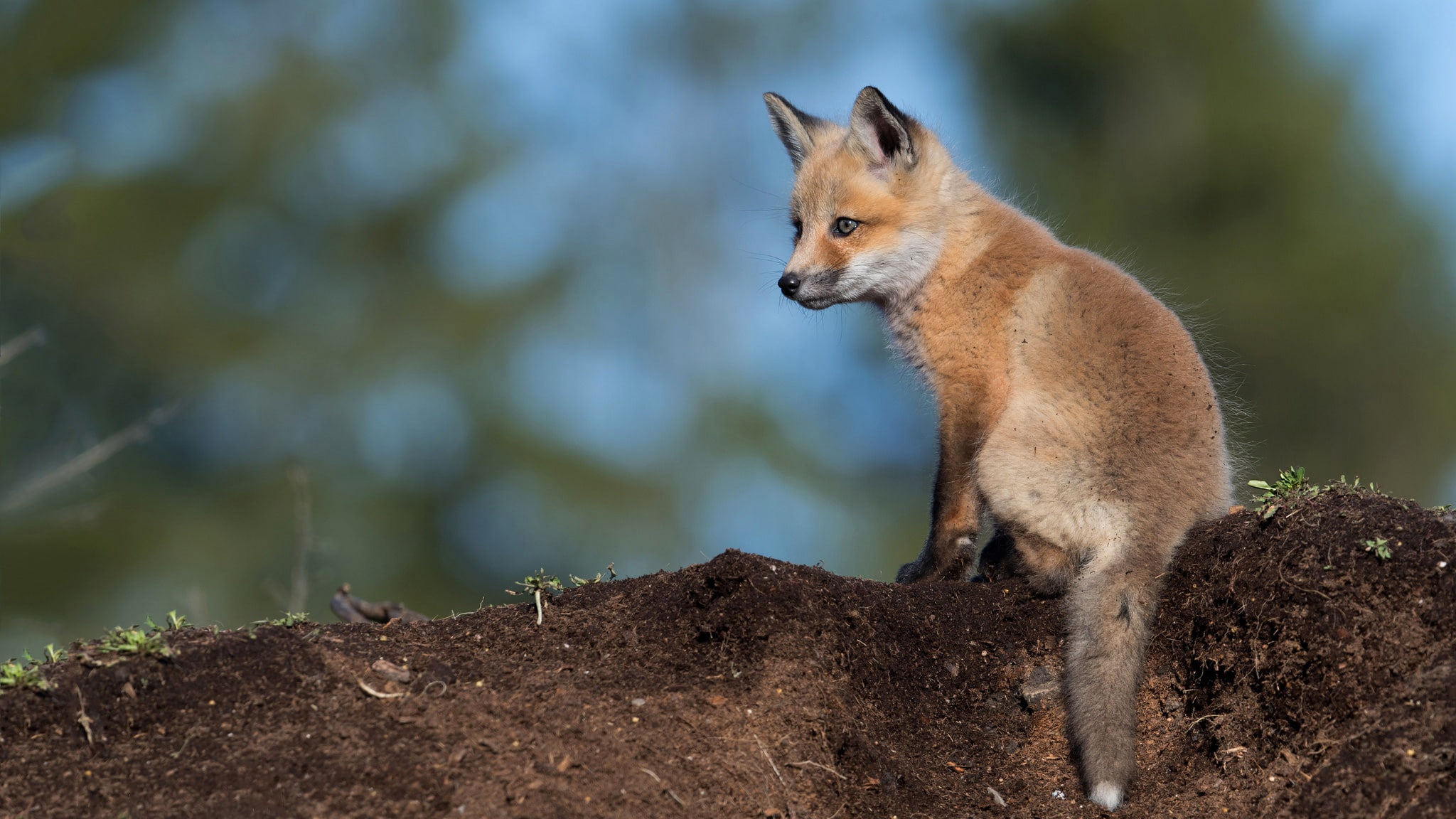 pose, wildlife, Fox, red, baby, blue background, bokeh, 1080P, blue, look, sitting, charming, cub, small, earth, HD Wallpaper