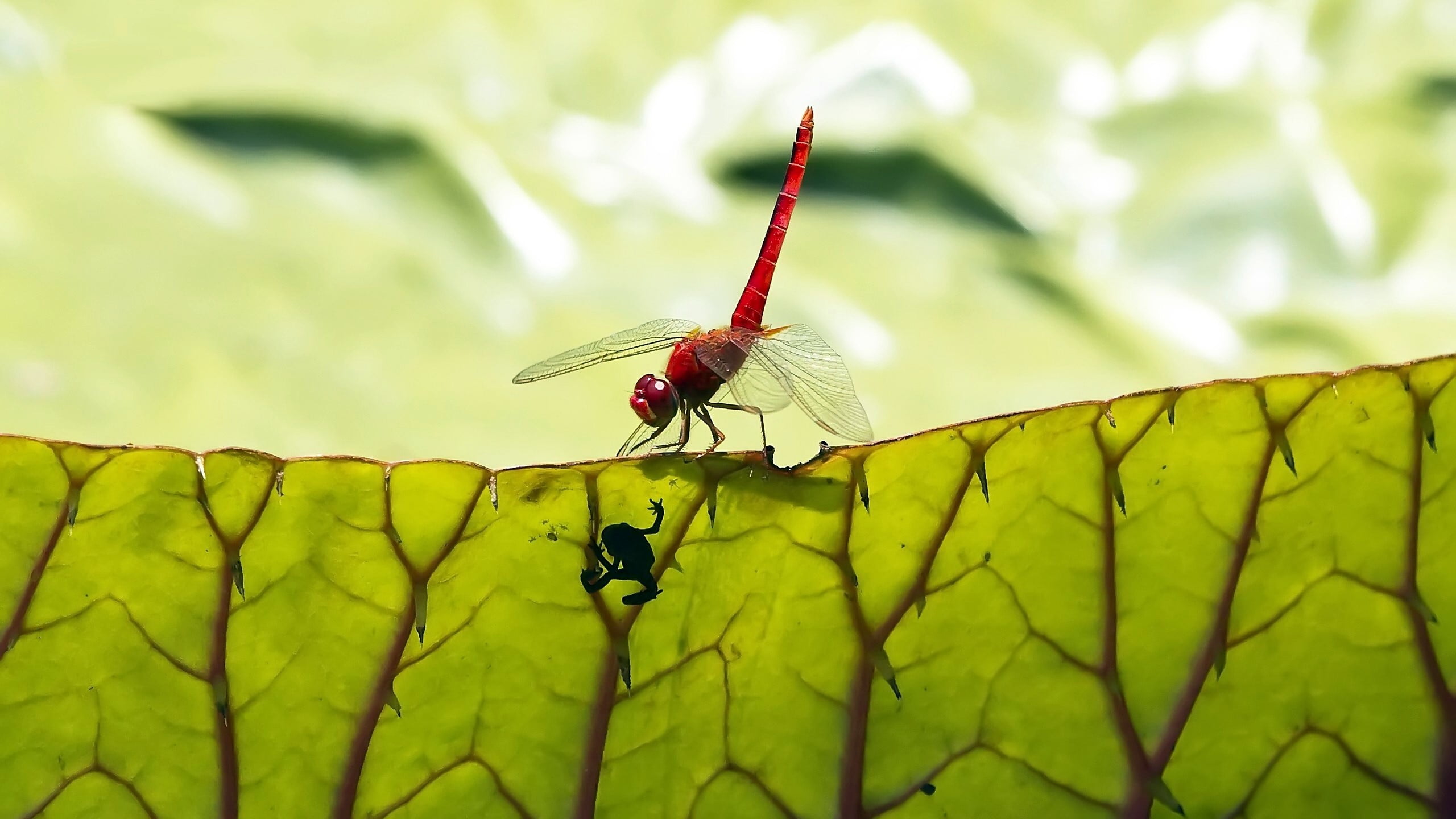 dragonfly, animal wildlife, close-up, Green, animal, invertebrate, leaf, animal wing, 2K, plant part, animals in the wild, day, butterfly - insect, animal themes, HD Wallpaper
