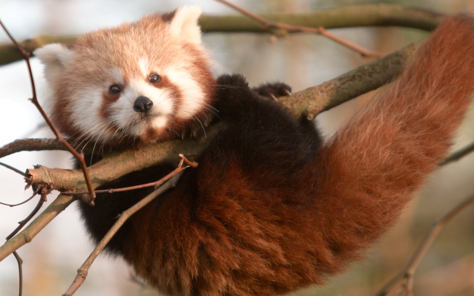 panda - animal, focus on foreground, cub, 1080P, plant, animal head, red panda, animals in the wild, portrait, mammal, whisker, animal themes, branch, HD Wallpaper