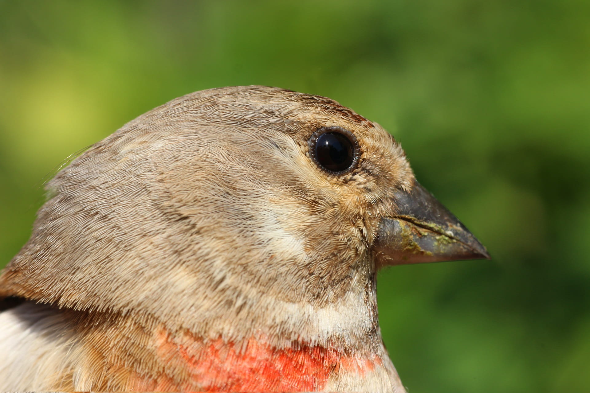 animal, profile view, mammal, small, side view, cub, neck, animals And Pets, colored, bird, 1080P, red bird, carduelis, male, feather, close-up, focus on foreground, HD Wallpaper