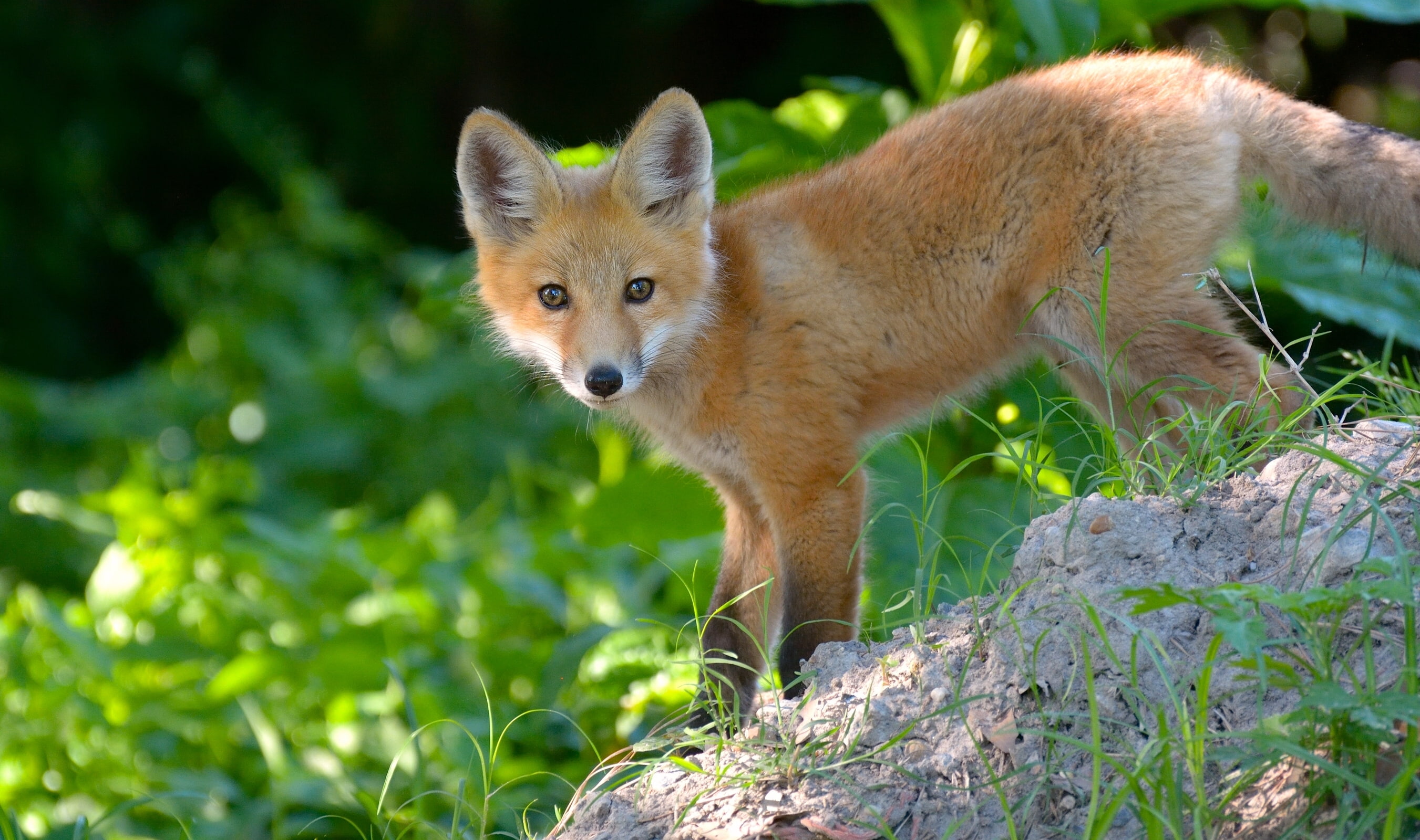 portrait, standing, nature, whisker, looking at camera, animal wildlife, day, cub, land, domestic animals, 2K, plant, mammal, Fox, animals in the wild, HD Wallpaper
