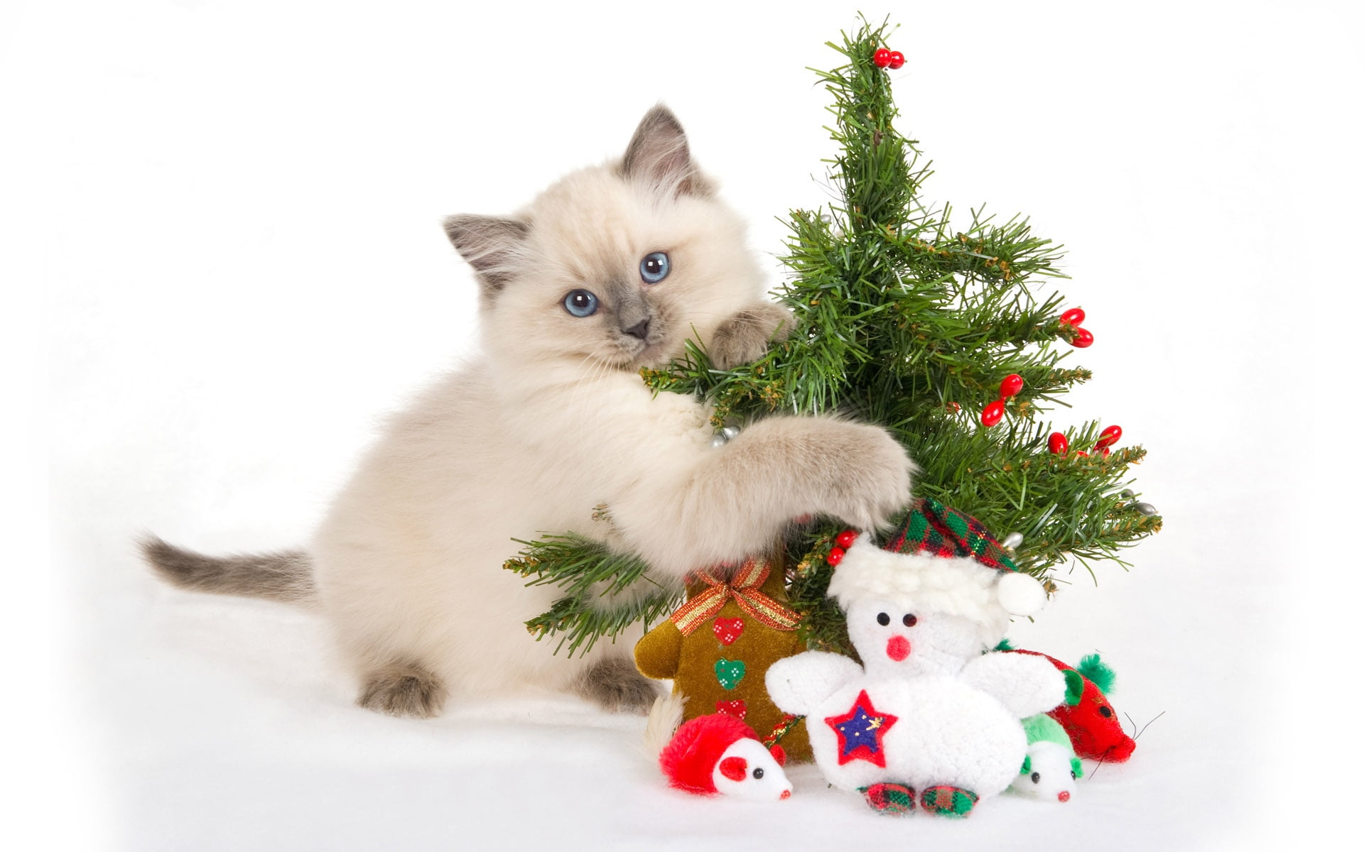 season, playful, holiday, cub, studio shot, christmas, mammal, white background, gift, kitty, animal themes, santa Claus, 1080P, fluffy, indoors, toys, HD Wallpaper
