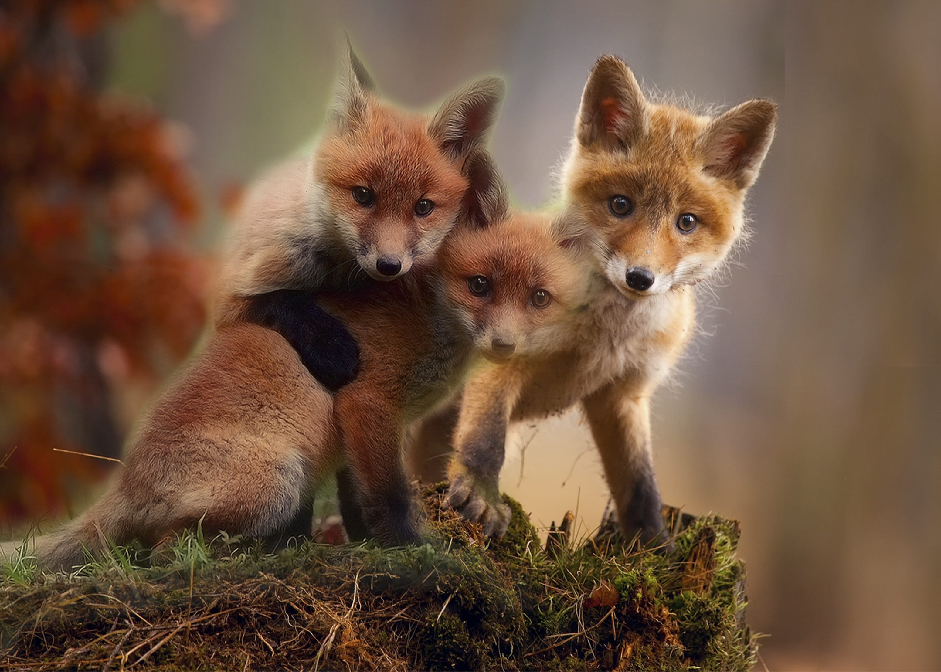looking at camera, composing, togetherness, animal wildlife, animals in the wild, red fox, land, young animal, animal themes, wildlife, cubs, 2K, animal family, HD Wallpaper
