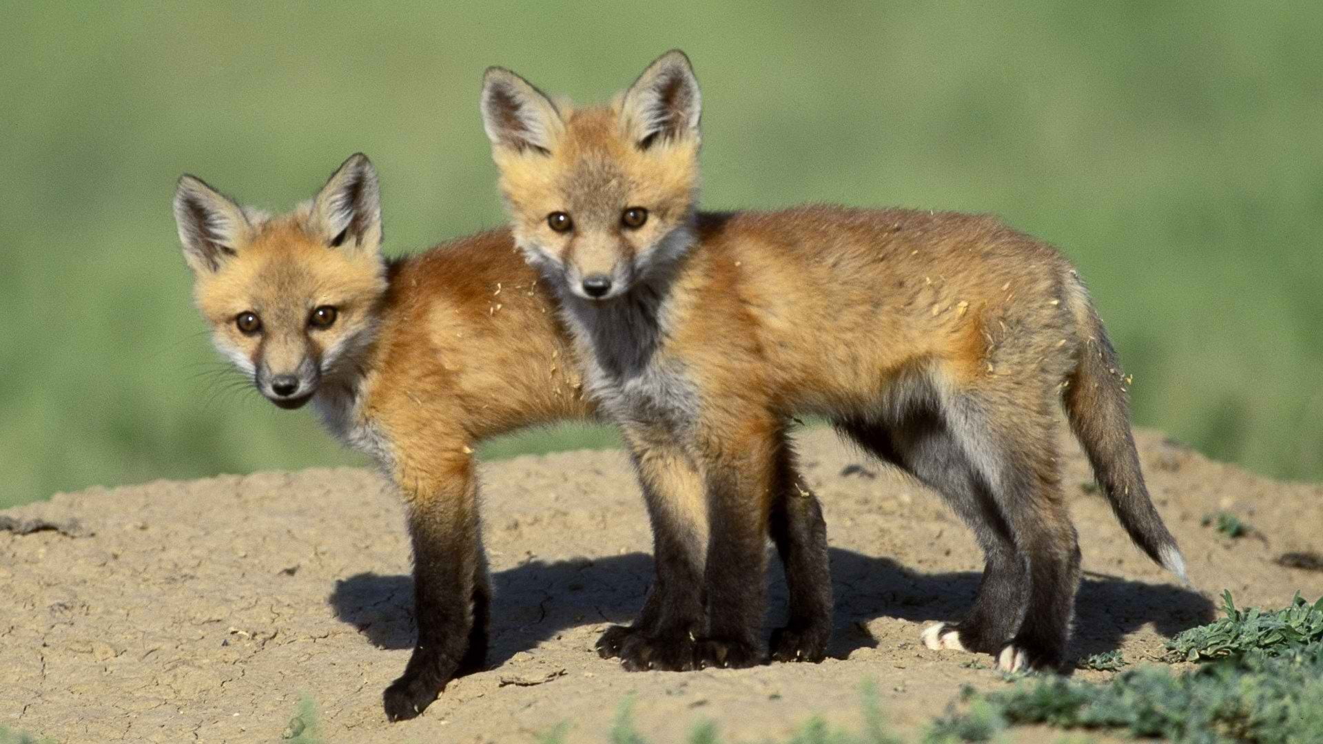 no people, cubs, nature, fox, animal wildlife, mammal, 1080P, looking at camera, animals hunting, survival, outdoors, two animals, portrait, animals, vertebrate, HD Wallpaper