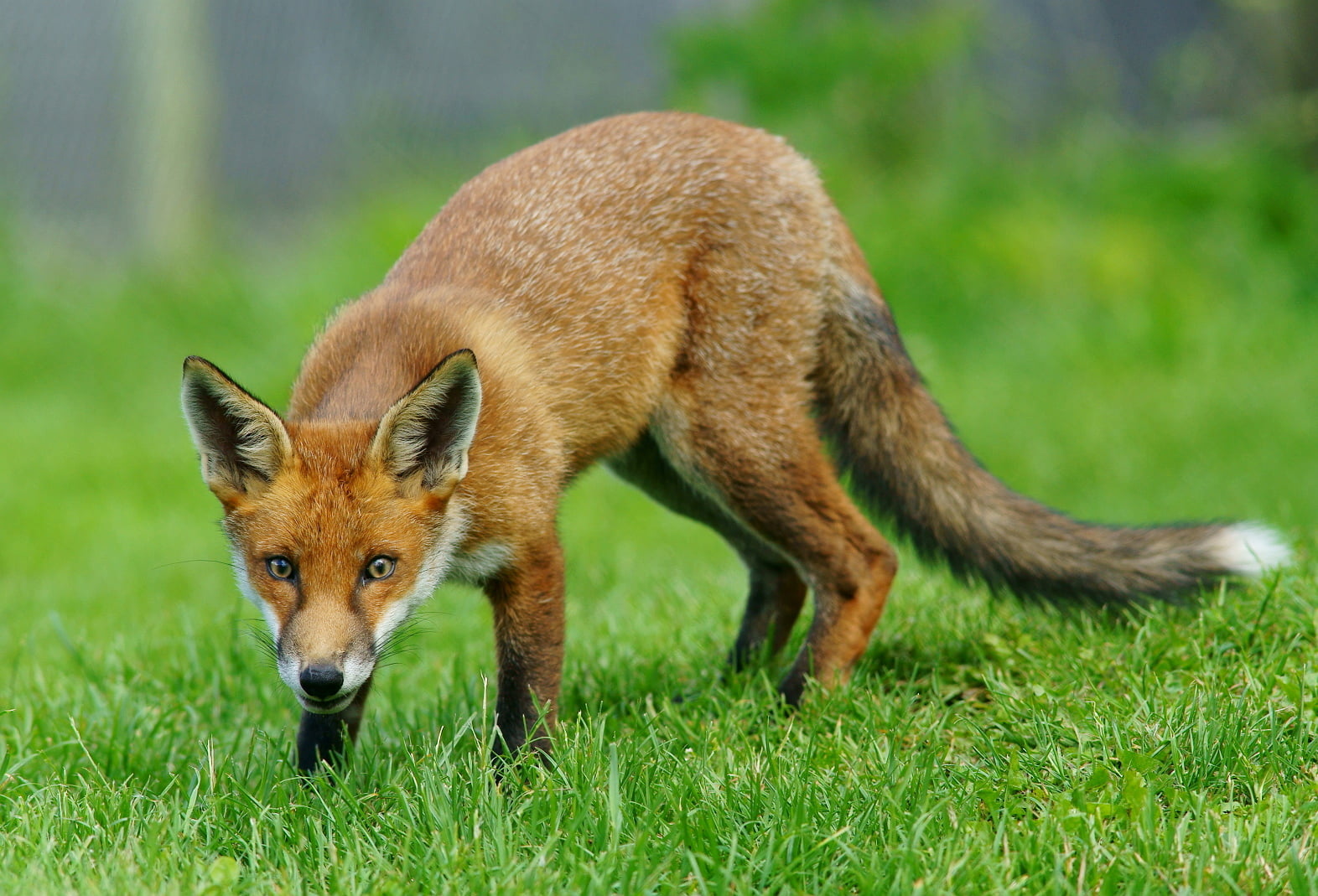 animals Hunting, British  Wildlife  Centre, wildlife, red Fox, cub, shadow, Newchapel  Surrey, mammal, animal, wild Dog, 720P, animals In The Wild, Fox, HD Wallpaper
