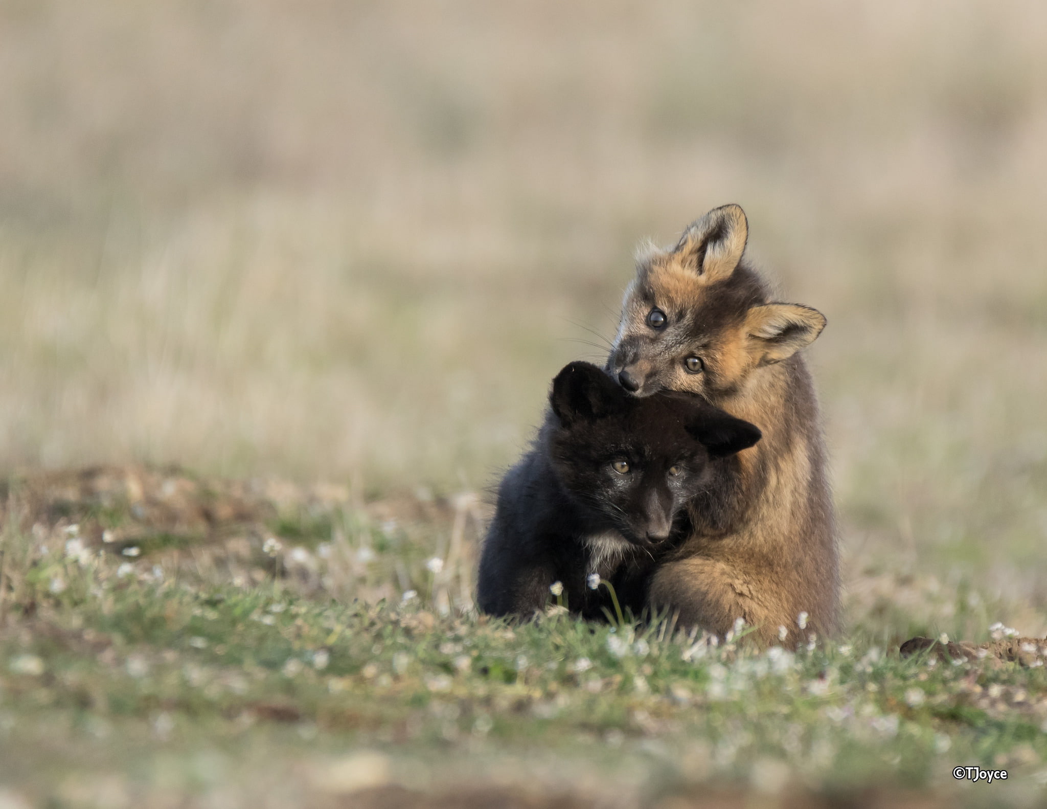 1080P, kids, play, two, black, red, Cubs, Duo, HD Wallpaper