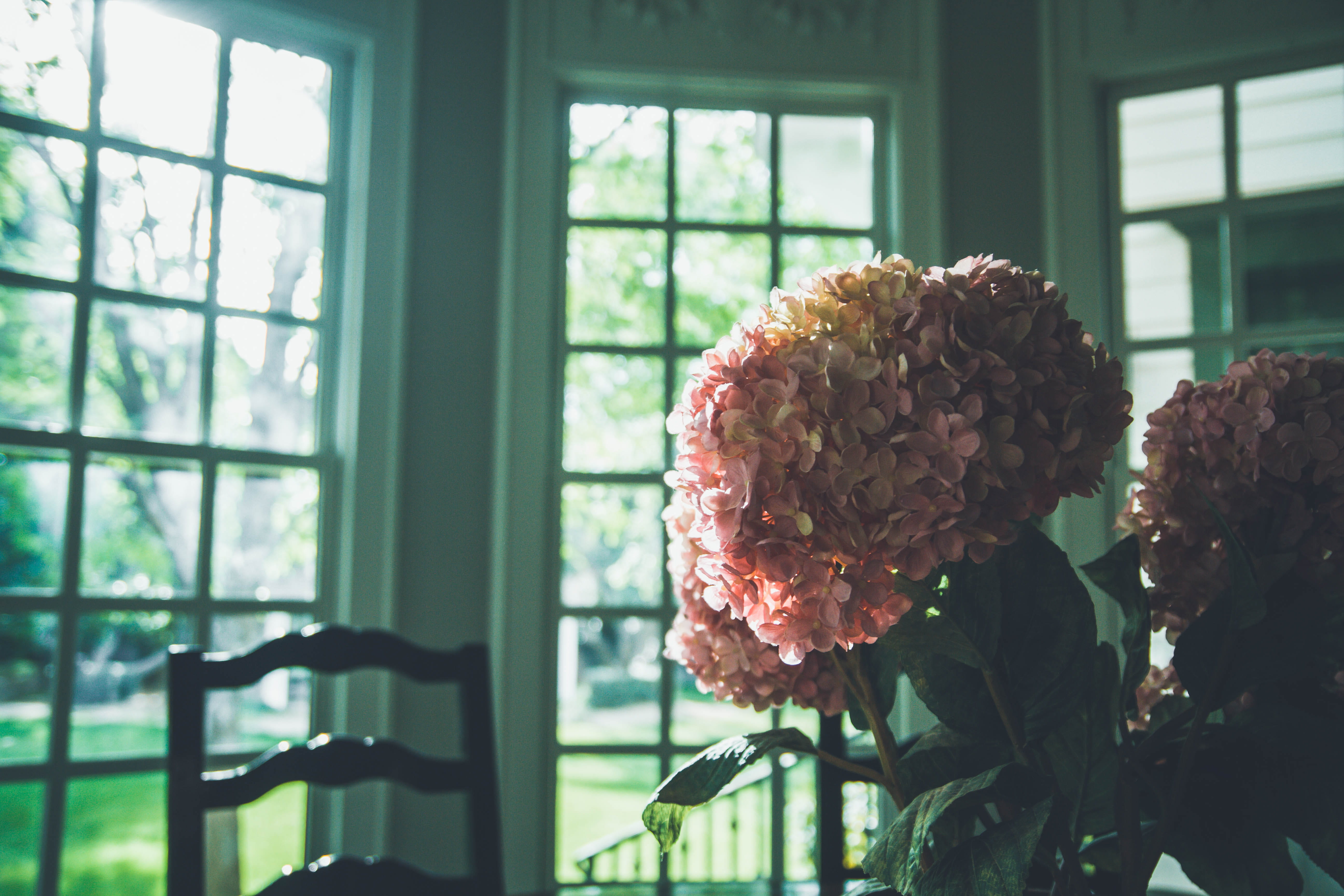 flowers, close-up, window, united states, no people, plant, bunch of flowers, summer, pink flowers, 5K, flower arrangement, spring, love, nature, family, HD Wallpaper