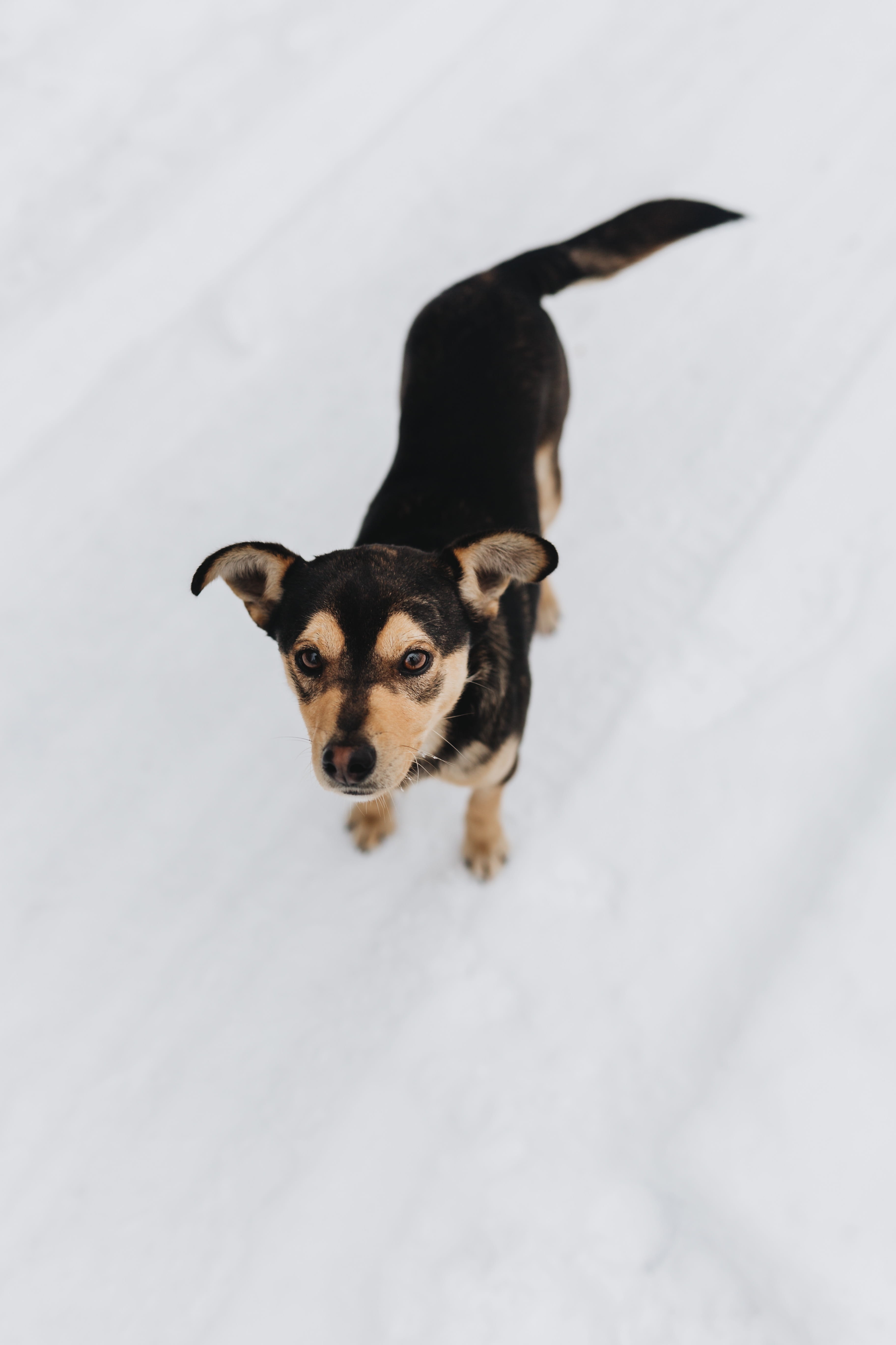 portrait, pets, domestic, happy, love, vertebrate, alone, winter, no people, dog, indoors, day, black color, 5K, strange, high angle view, mammal, snow, Phone HD Wallpaper