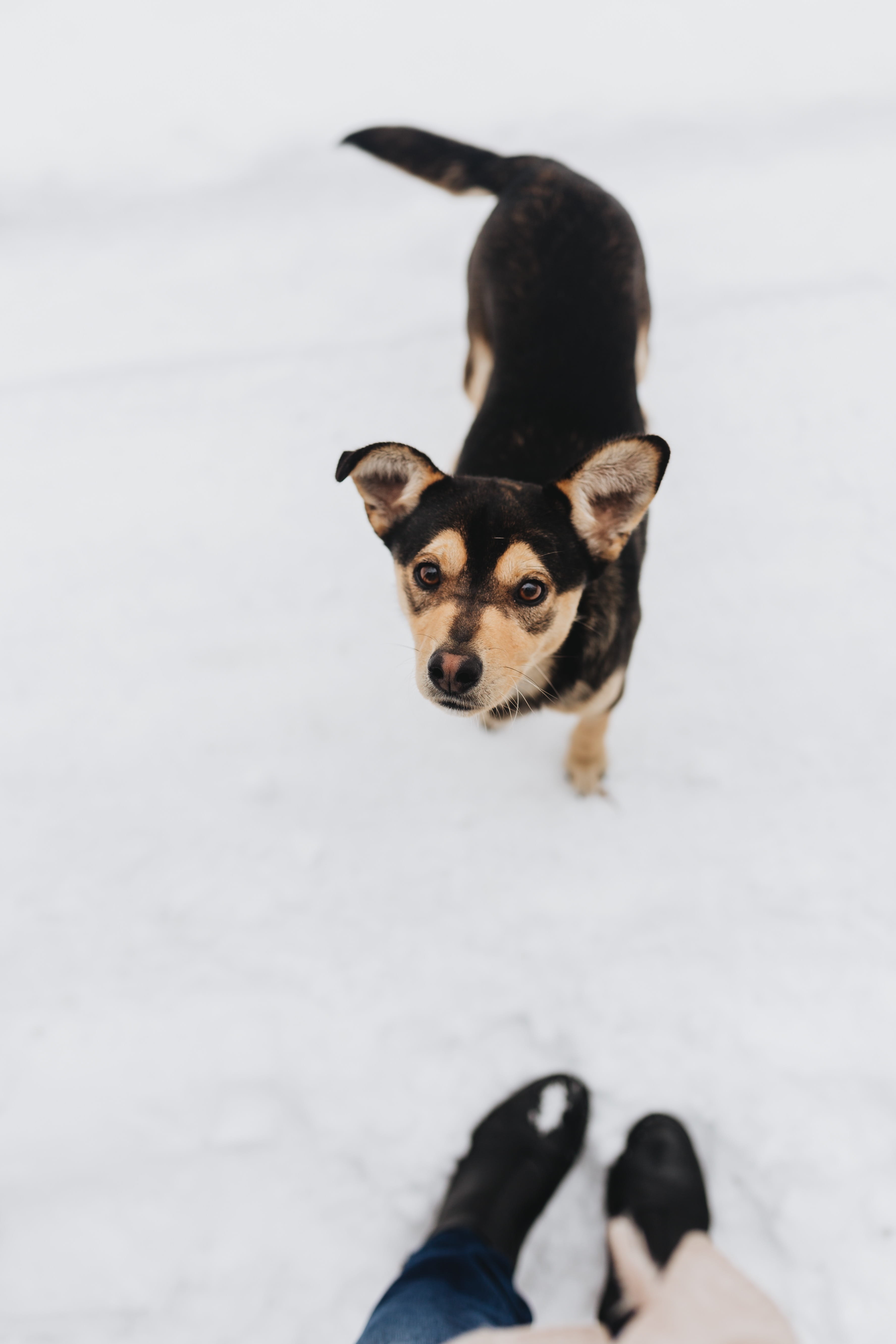 pet, low section, domestic, high angle view, love, winter, mammal, snow, 5K, human body part, one animal, domestic animals, pet owner, dog, puppy, body part, Phone HD Wallpaper