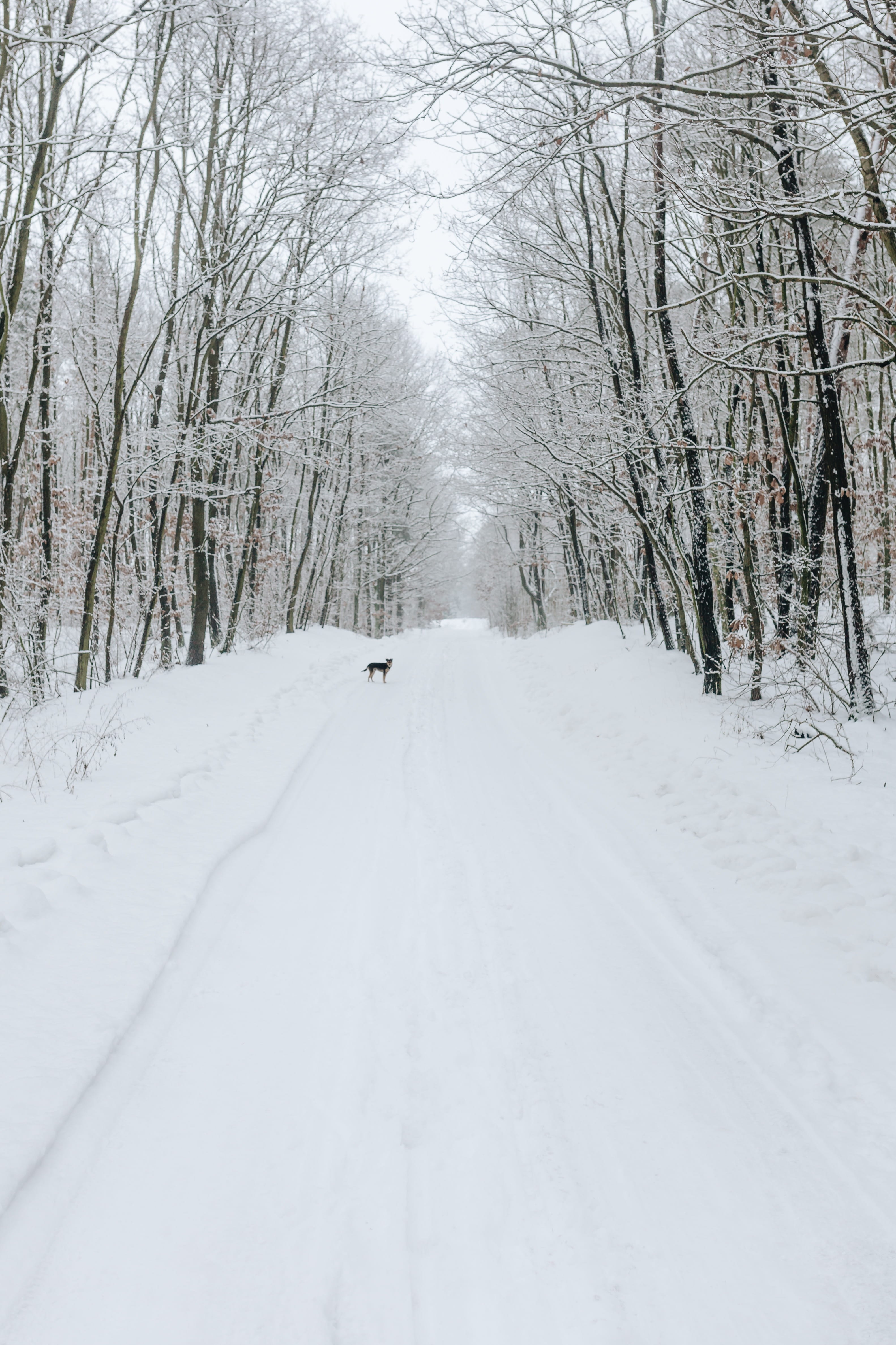 tree, treelined, snow, transportation, pet, animal, outdoors, happy, covering, diminishing perspective, 4K, strange, winter, tranquility, the way forward, Phone HD Wallpaper