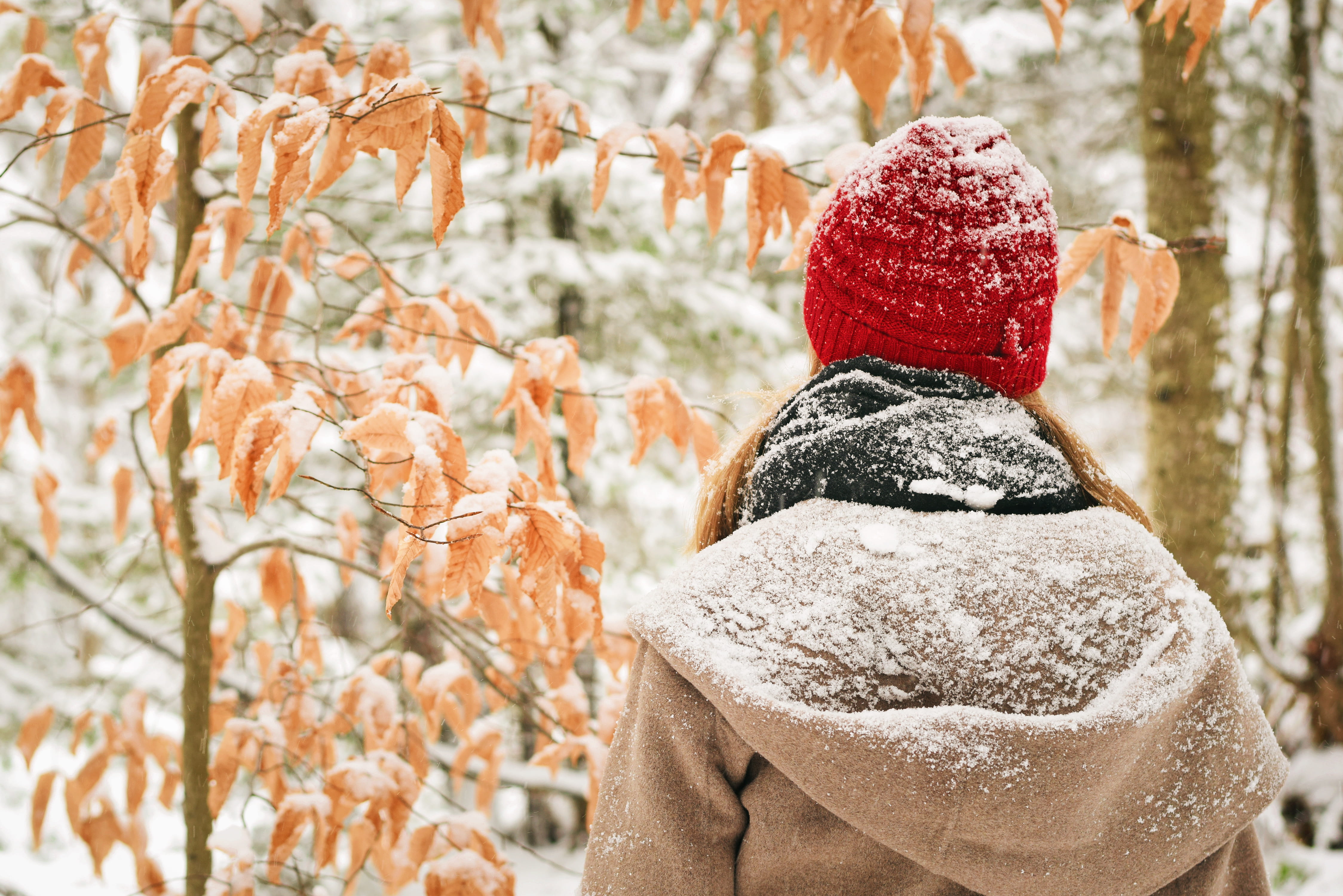 hat, view, warm clothing, woodland, day, frost, one person, lifestyles, cream, rear view, clothing, united states, cake, 4K, dessert, tree, female, snowing, HD Wallpaper