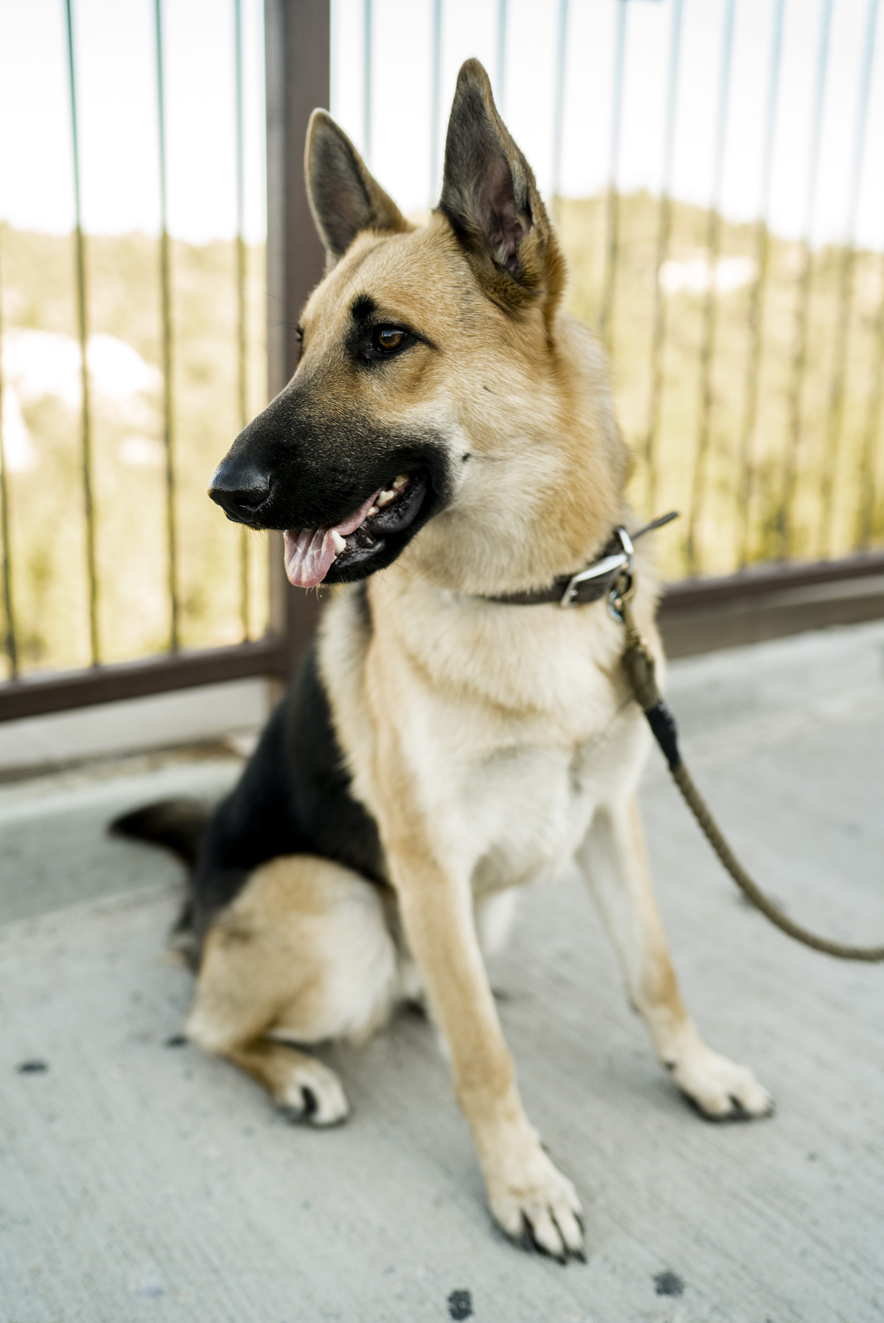 dog, outdoor, collar, german, domestic, close-up, mammal, vacation, friend, shepherd, vertebrate, animals, united states, adventure, best friend, no people, Phone HD Wallpaper
