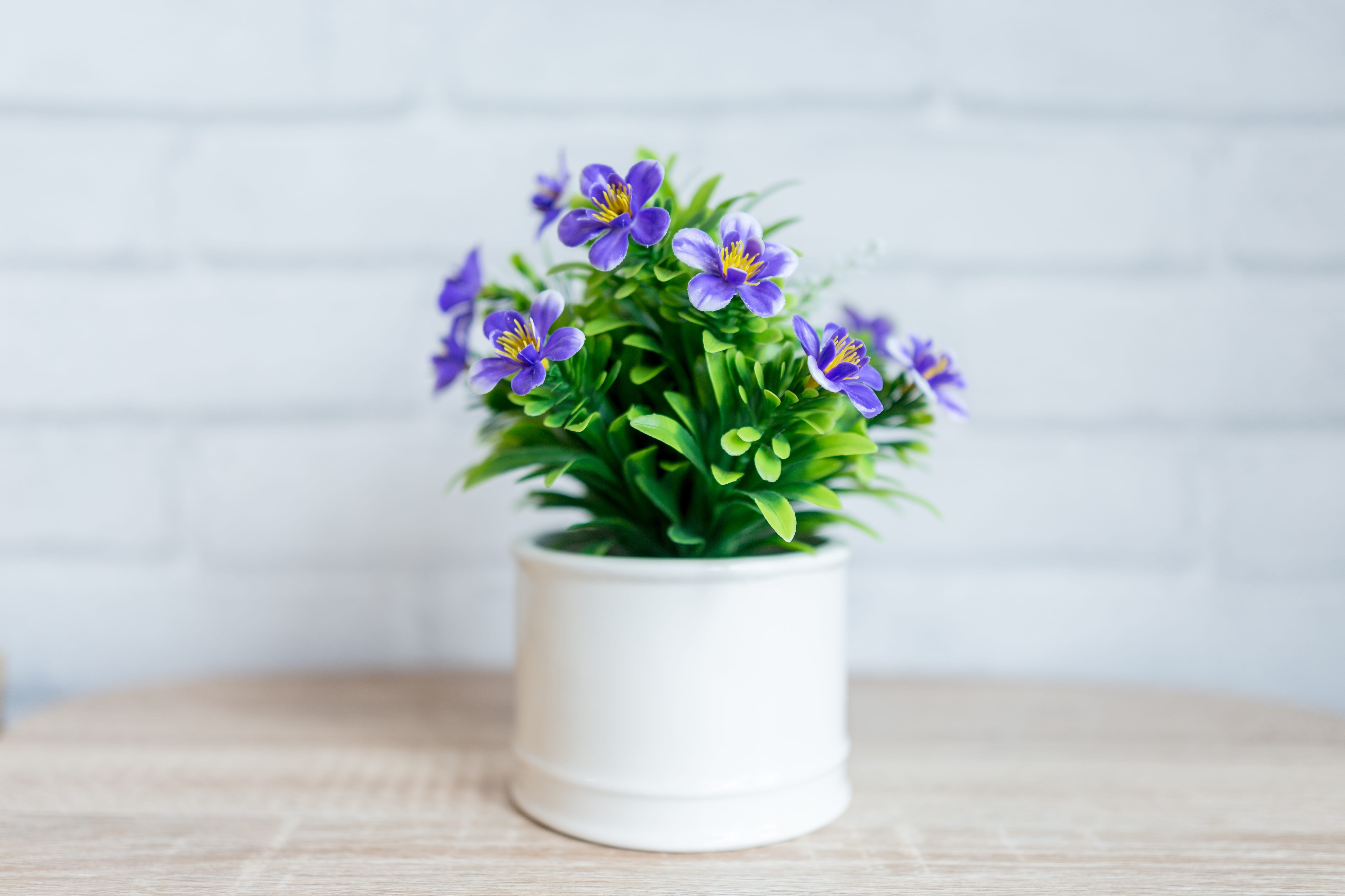 spring, closeup, table, color, flora, growth, wood - material, park, colorful, outdoor, flowers, day, pot, meadow, petaled, houseplant, leaf, floral, fresh, HD Wallpaper