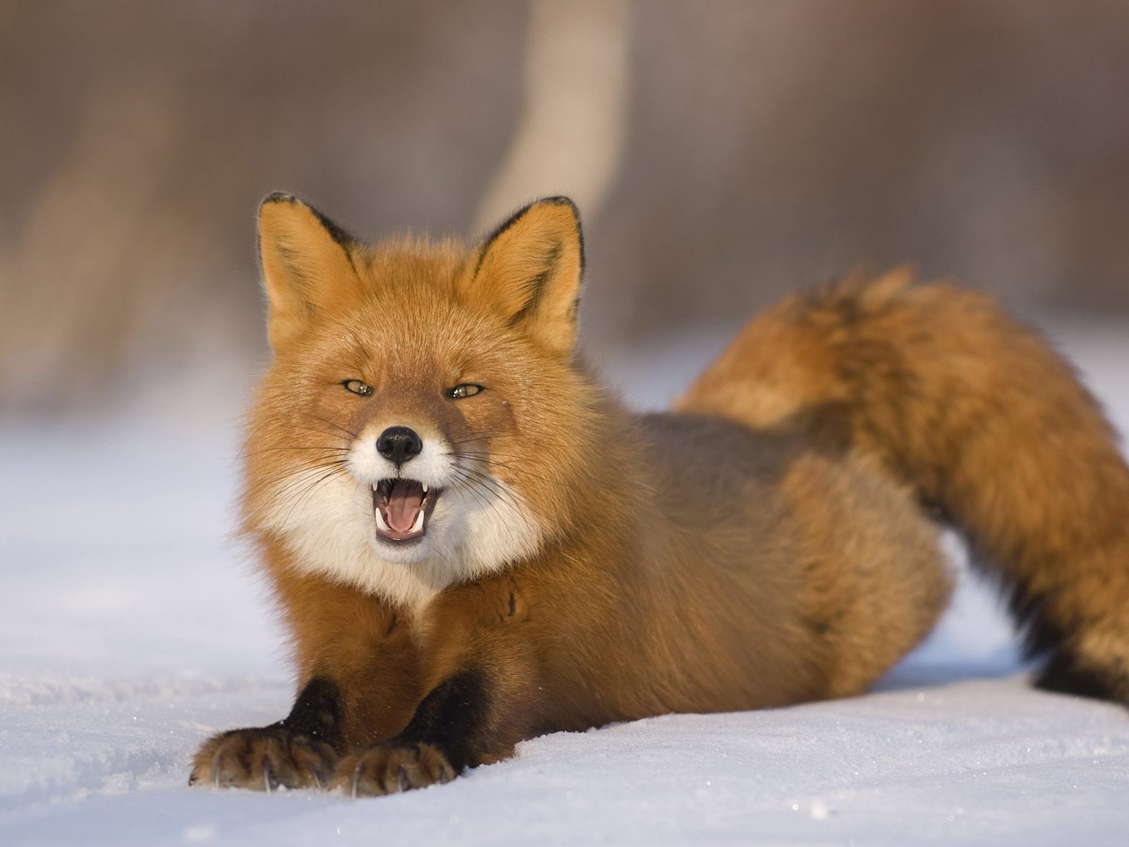 Fox, winter, tricky, 720P, snow, predator, look, HD Wallpaper